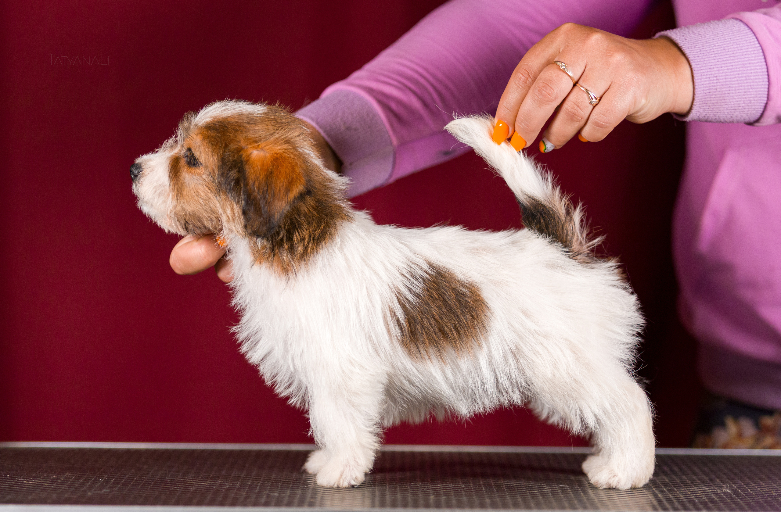 Джек-рассел-терьер. Фотограф — анималист Татьяна Ли