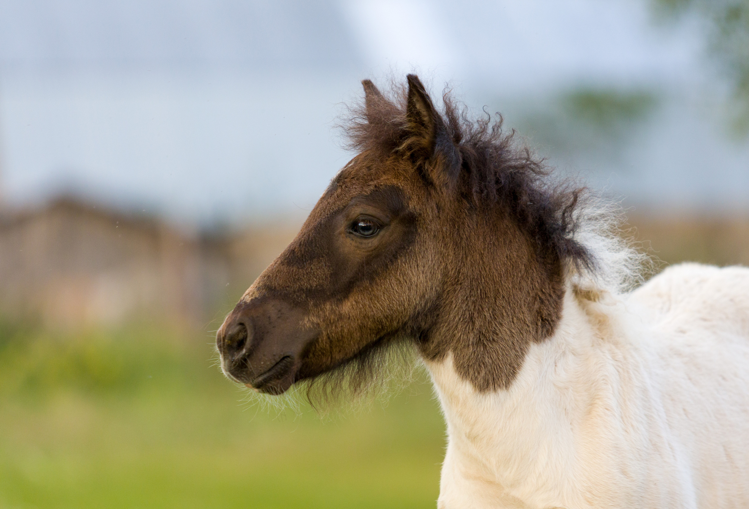 Пони и кони. Фотограф — анималист Татьяна Ли