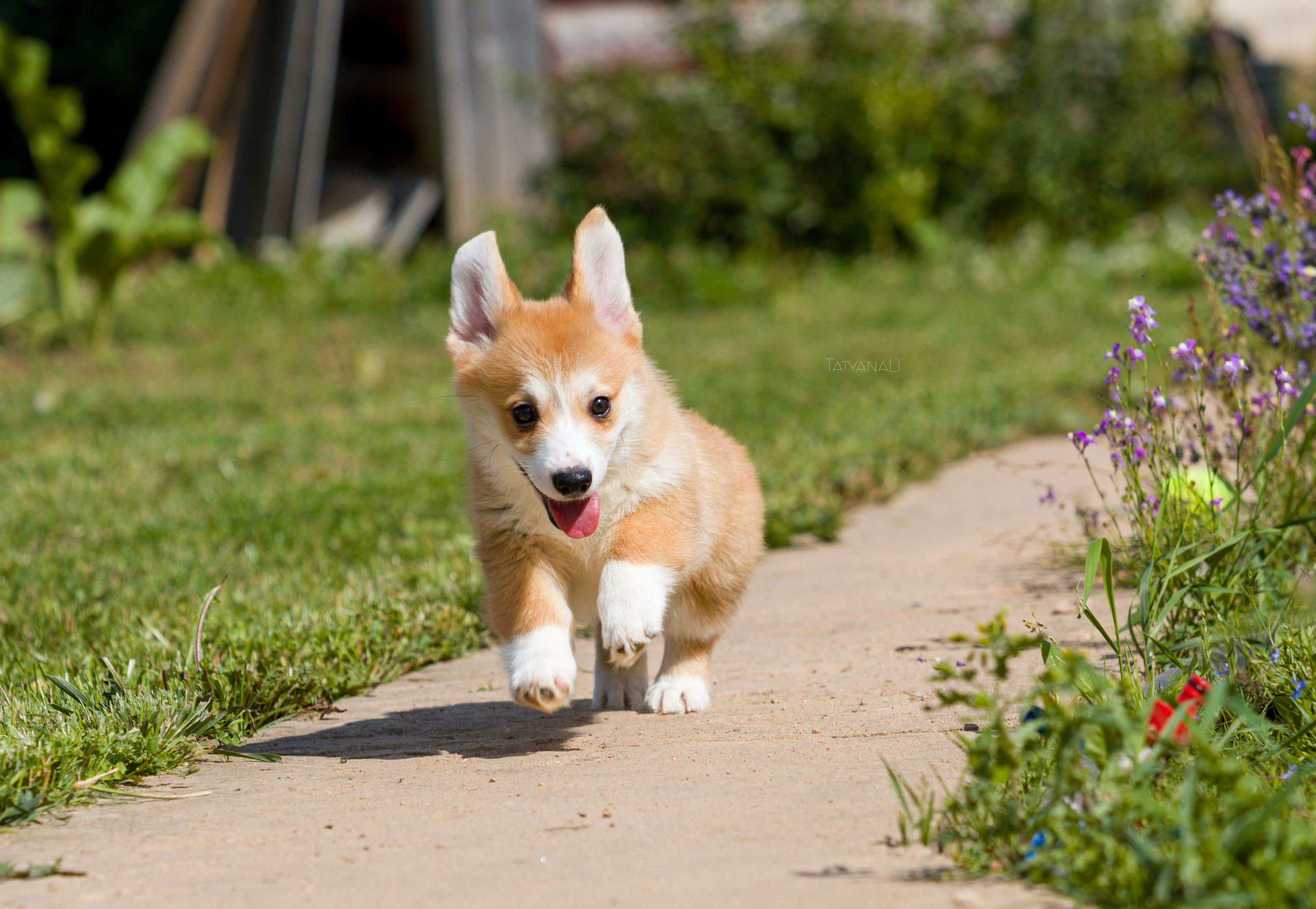 Вельш-корги пемброк. Фотограф — анималист Татьяна Ли