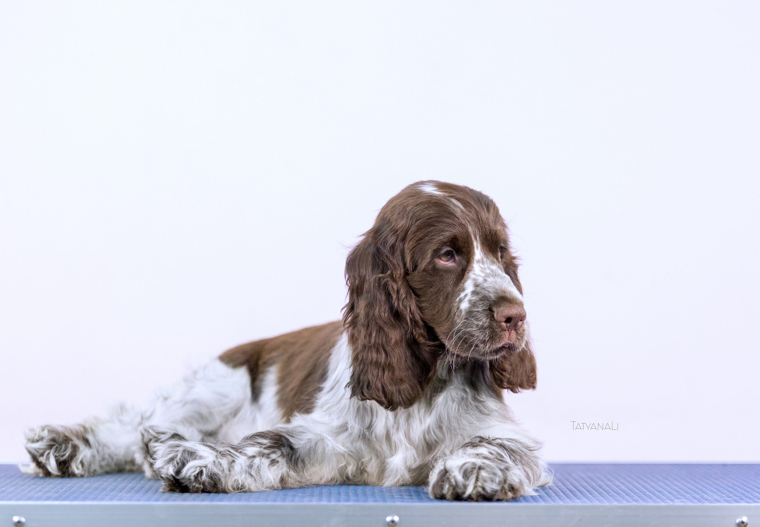Английский кокер-спаниель. Фотограф — анималист Татьяна Ли