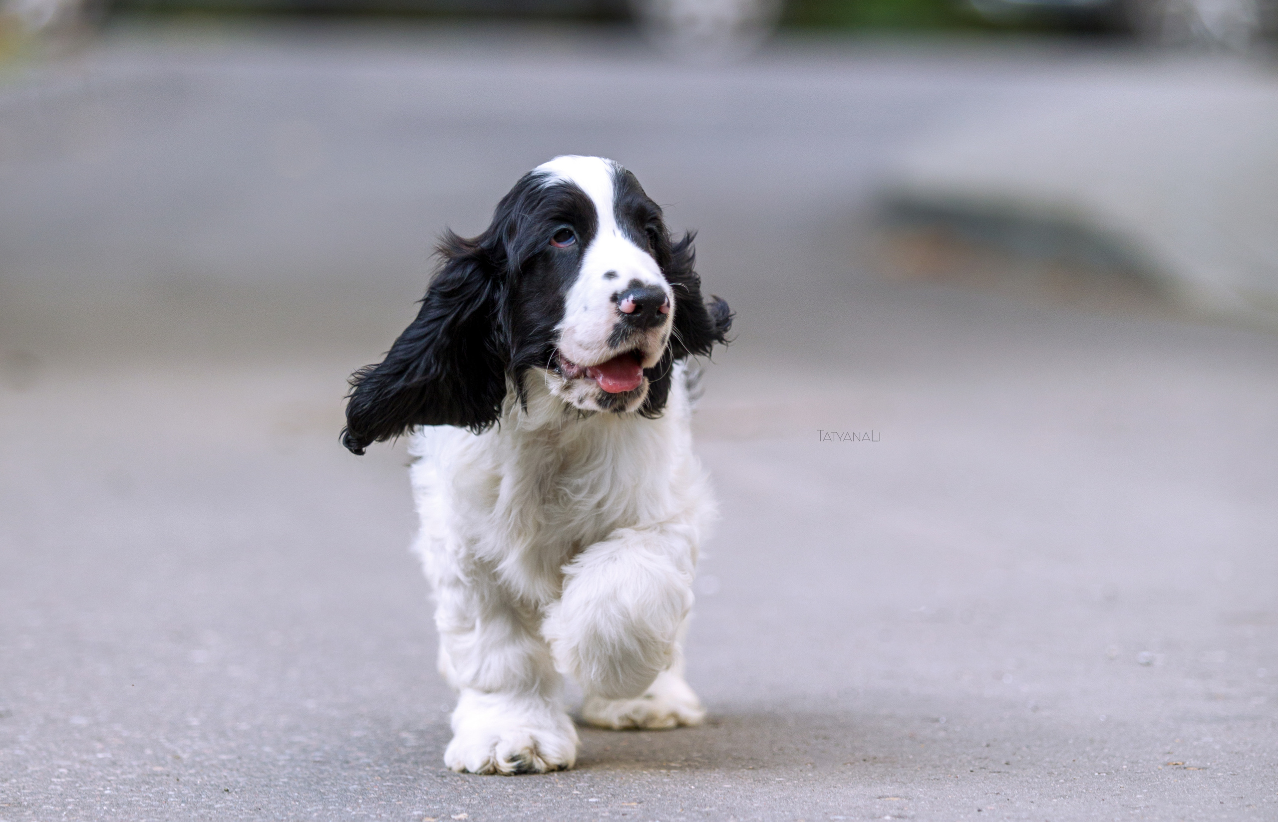 Английский кокер-спаниель. Фотограф — анималист Татьяна Ли