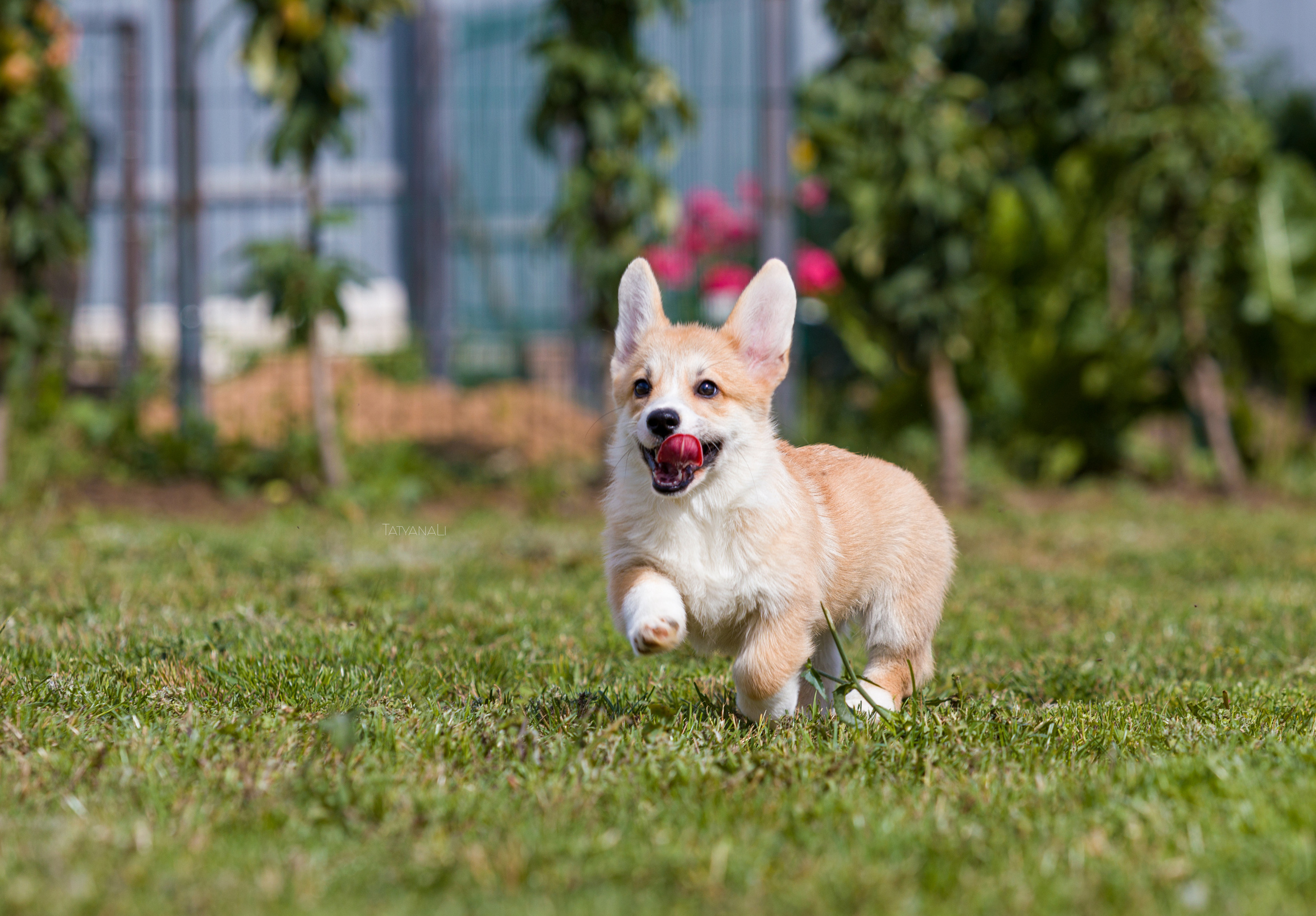 Вельш-корги пемброк. Фотограф — анималист Татьяна Ли