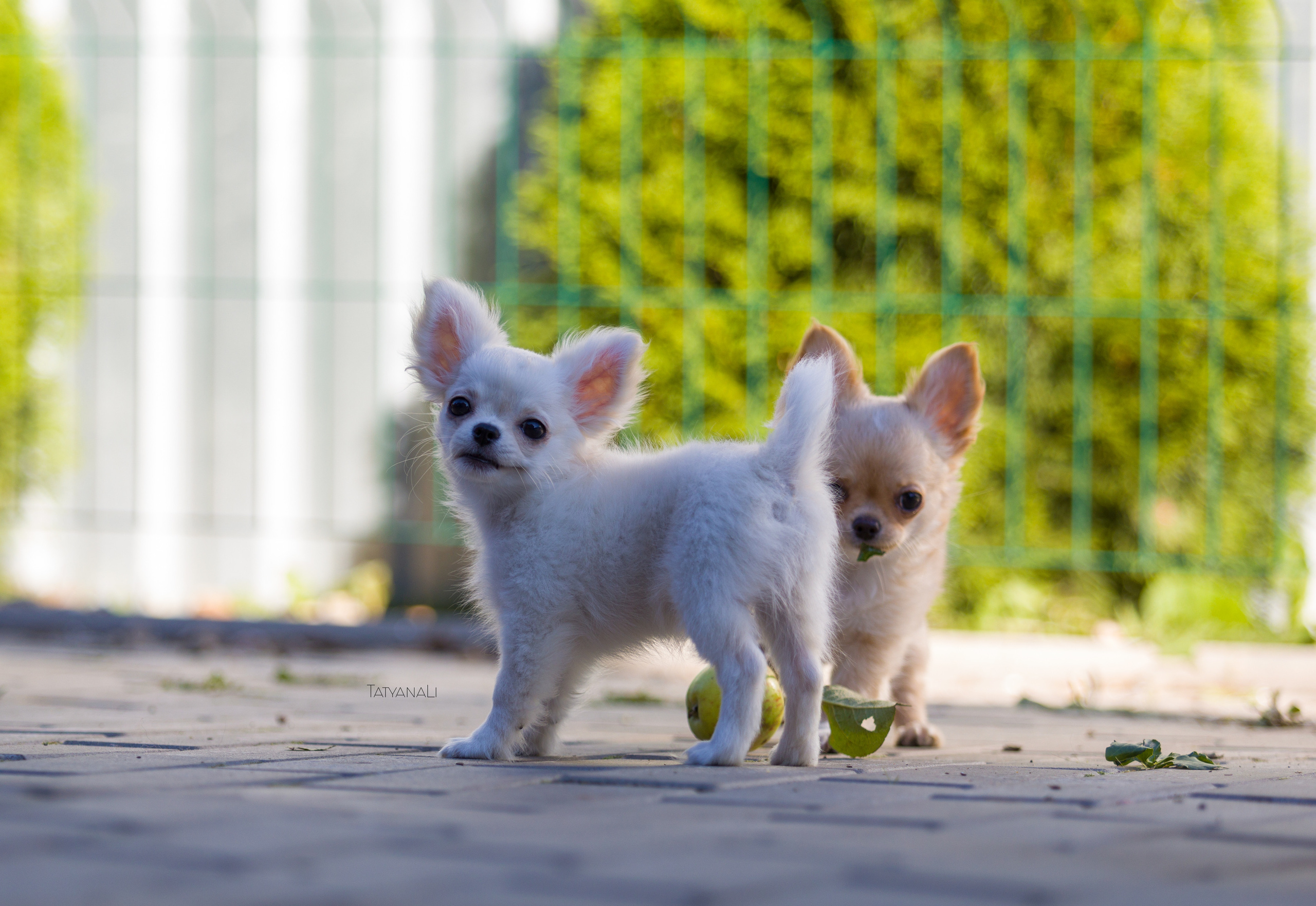 Ассорти. Фотограф — анималист Татьяна Ли