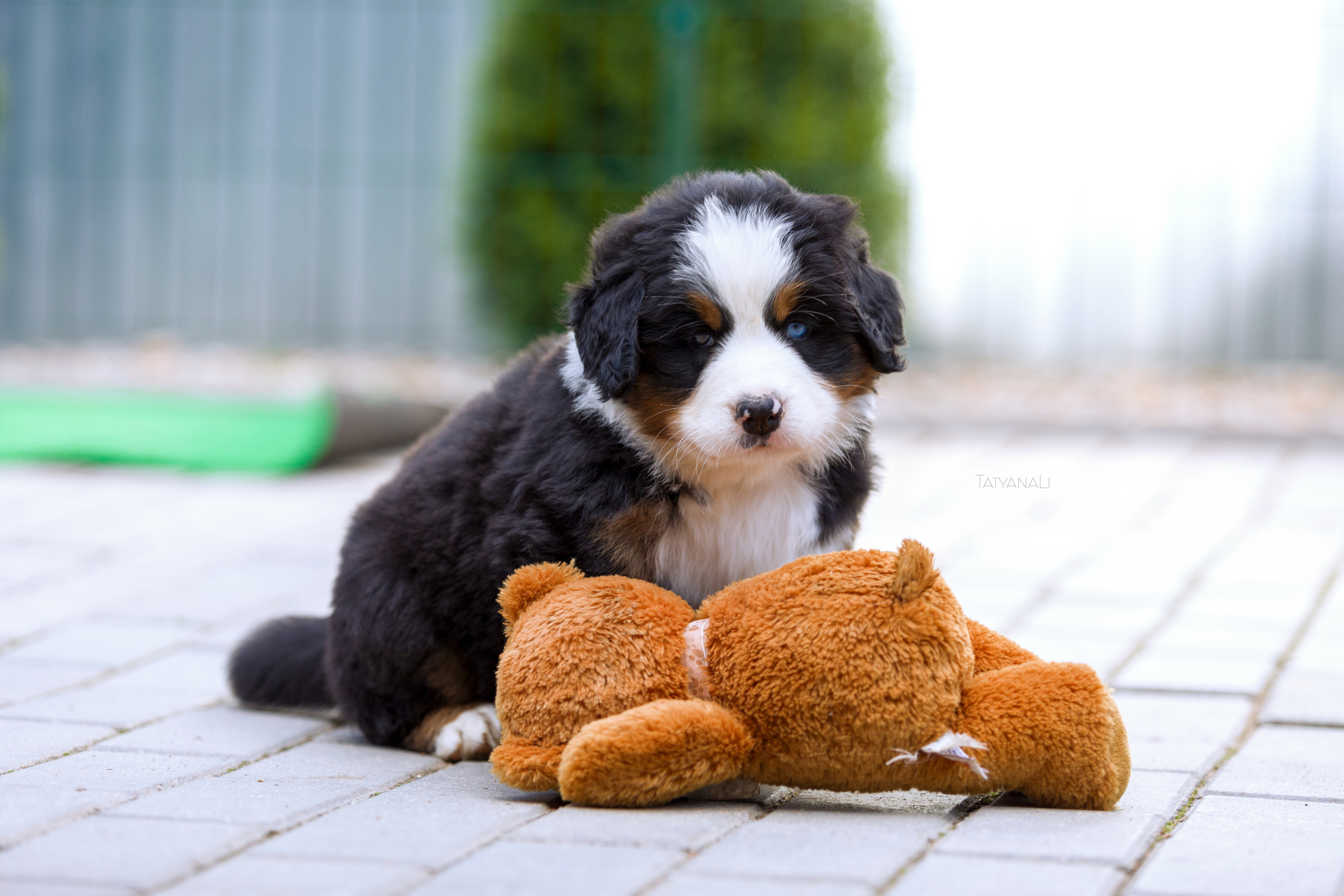 Бернский зенненхунд. Фотограф — анималист Татьяна Ли