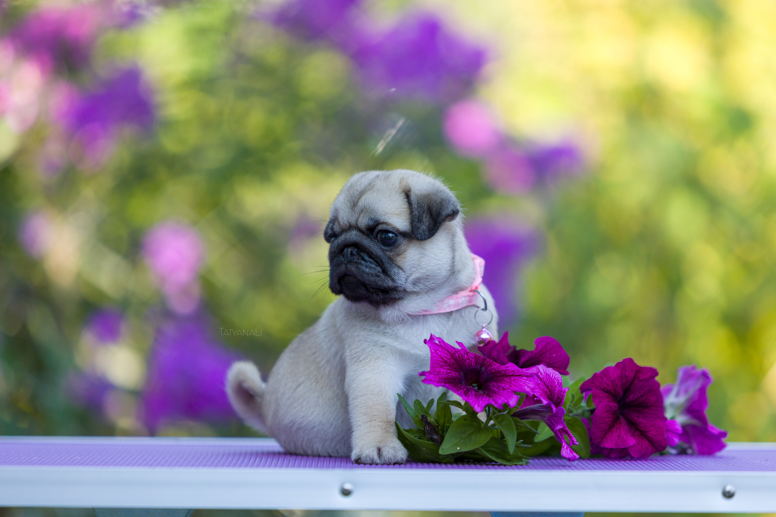 Мопс. Фотограф — анималист Татьяна Ли