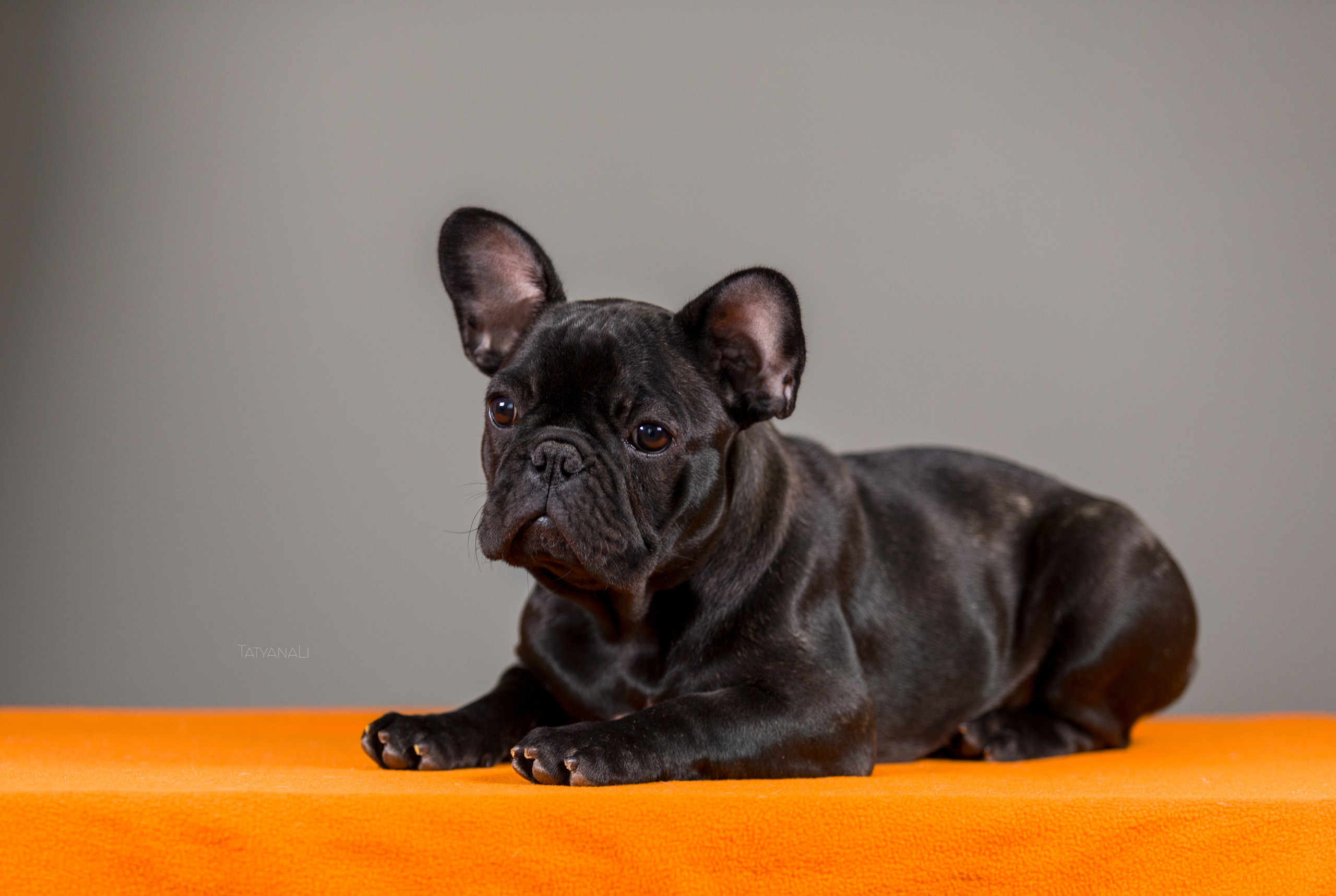 Французкий бульдог. Фотограф — анималист Татьяна Ли