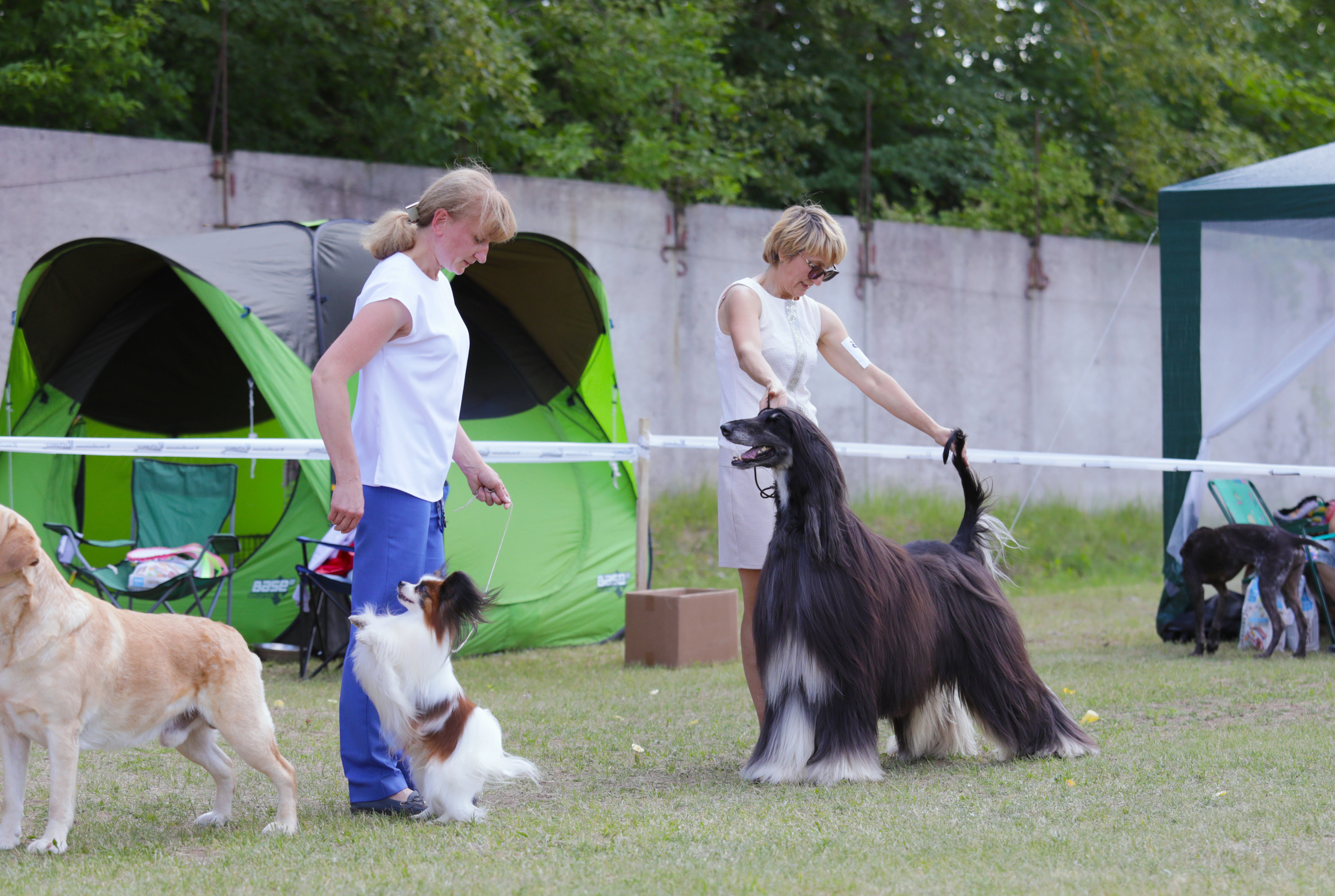 Выставки. Фотограф — анималист Татьяна Ли