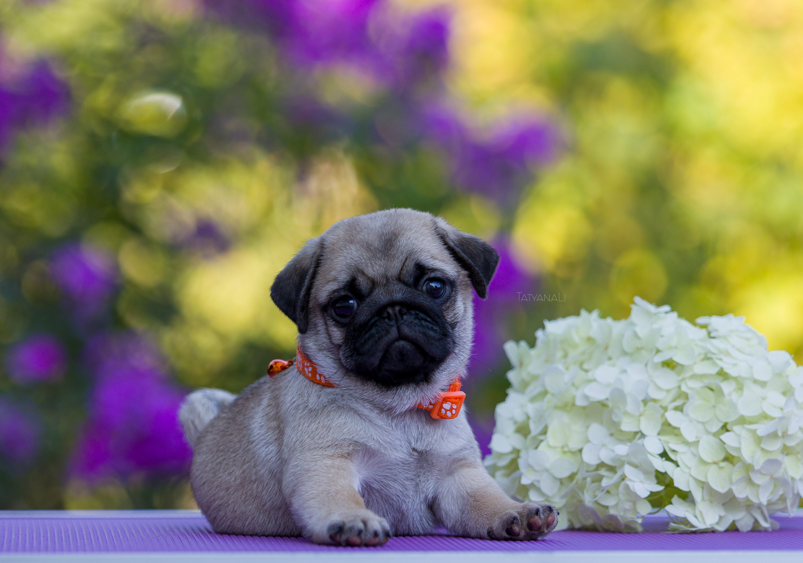 Мопс. Фотограф — анималист Татьяна Ли