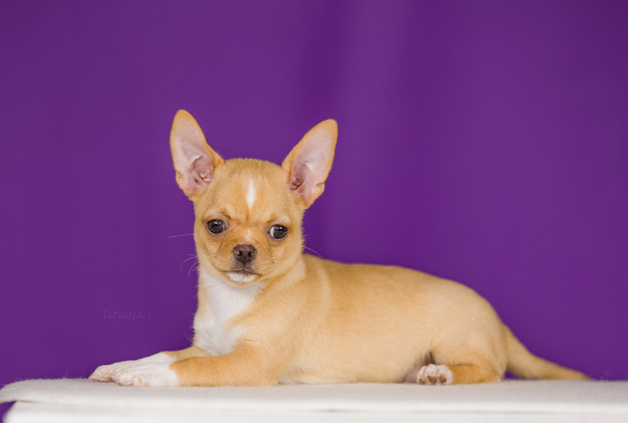 Чихуахуа. Фотограф — анималист Татьяна Ли