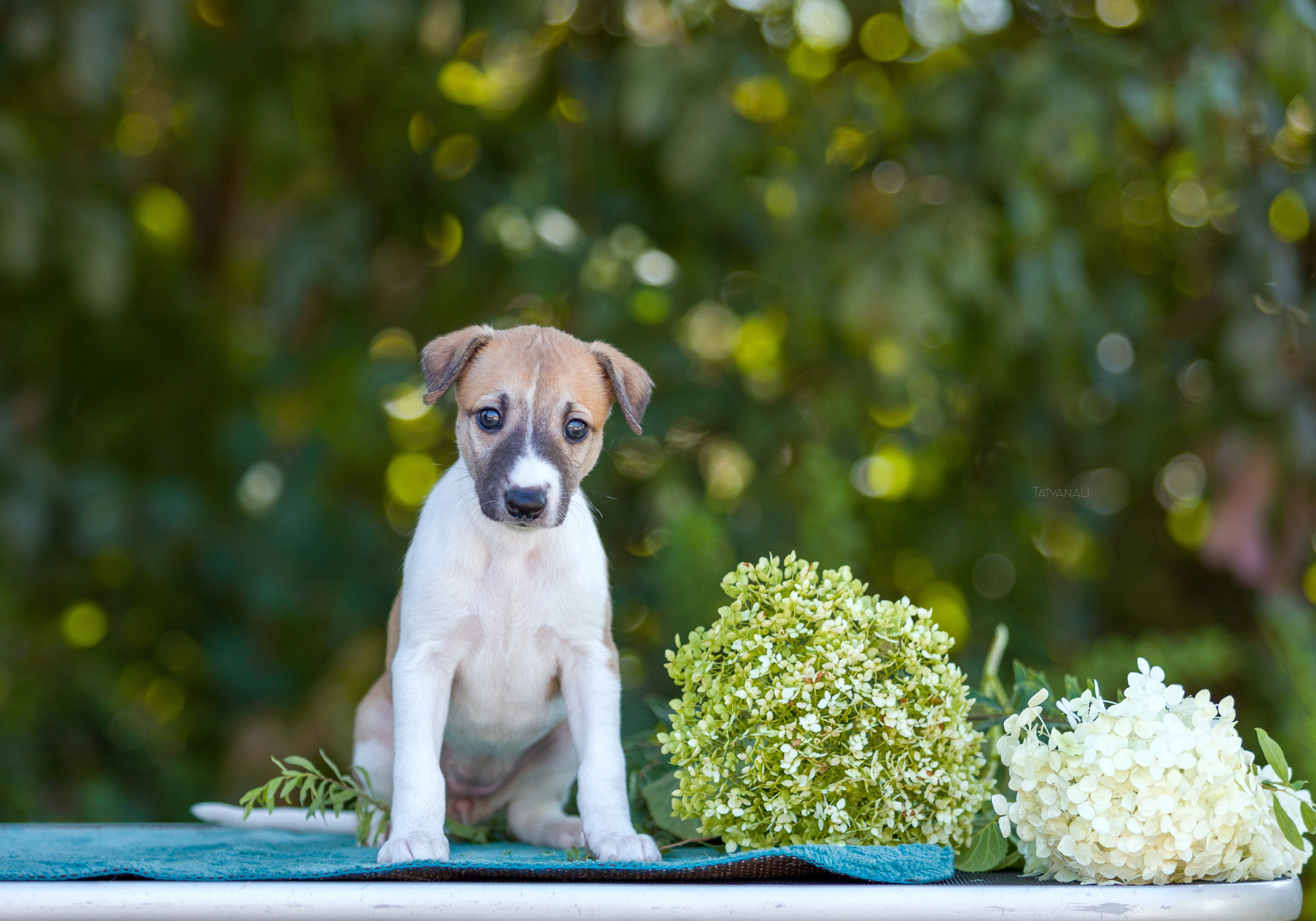 Уиппет. Фотограф — анималист Татьяна Ли