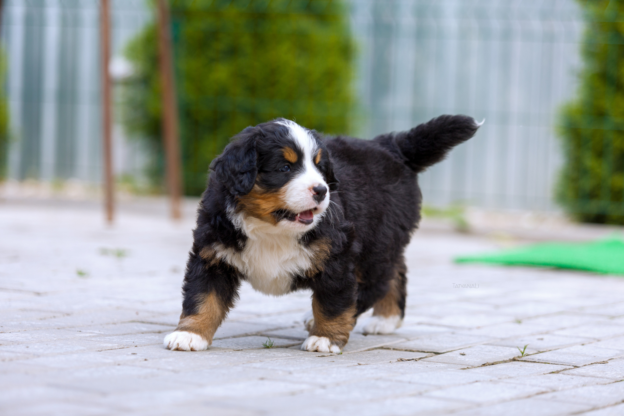 Бернский зенненхунд. Фотограф — анималист Татьяна Ли