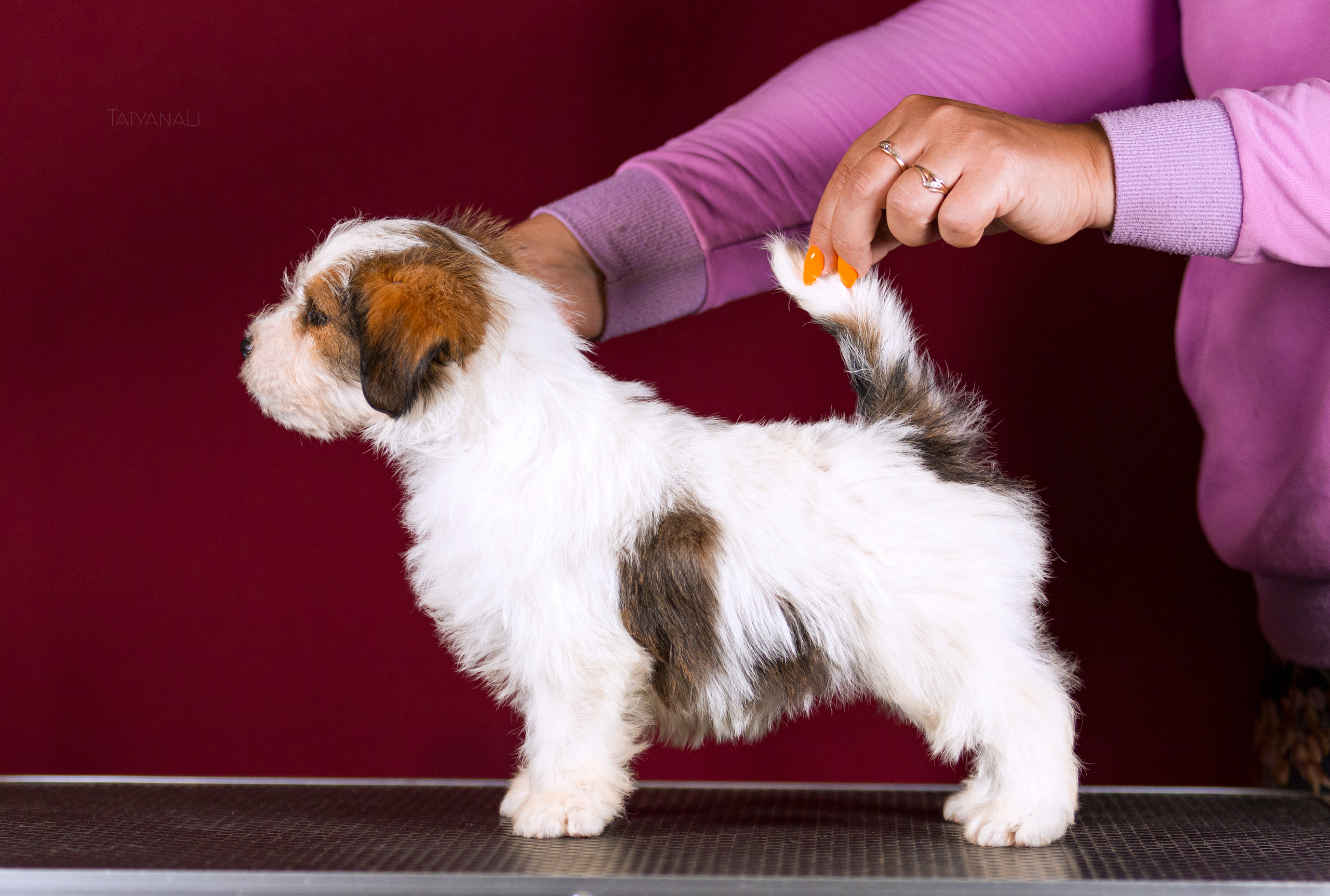 Джек-рассел-терьер. Фотограф — анималист Татьяна Ли