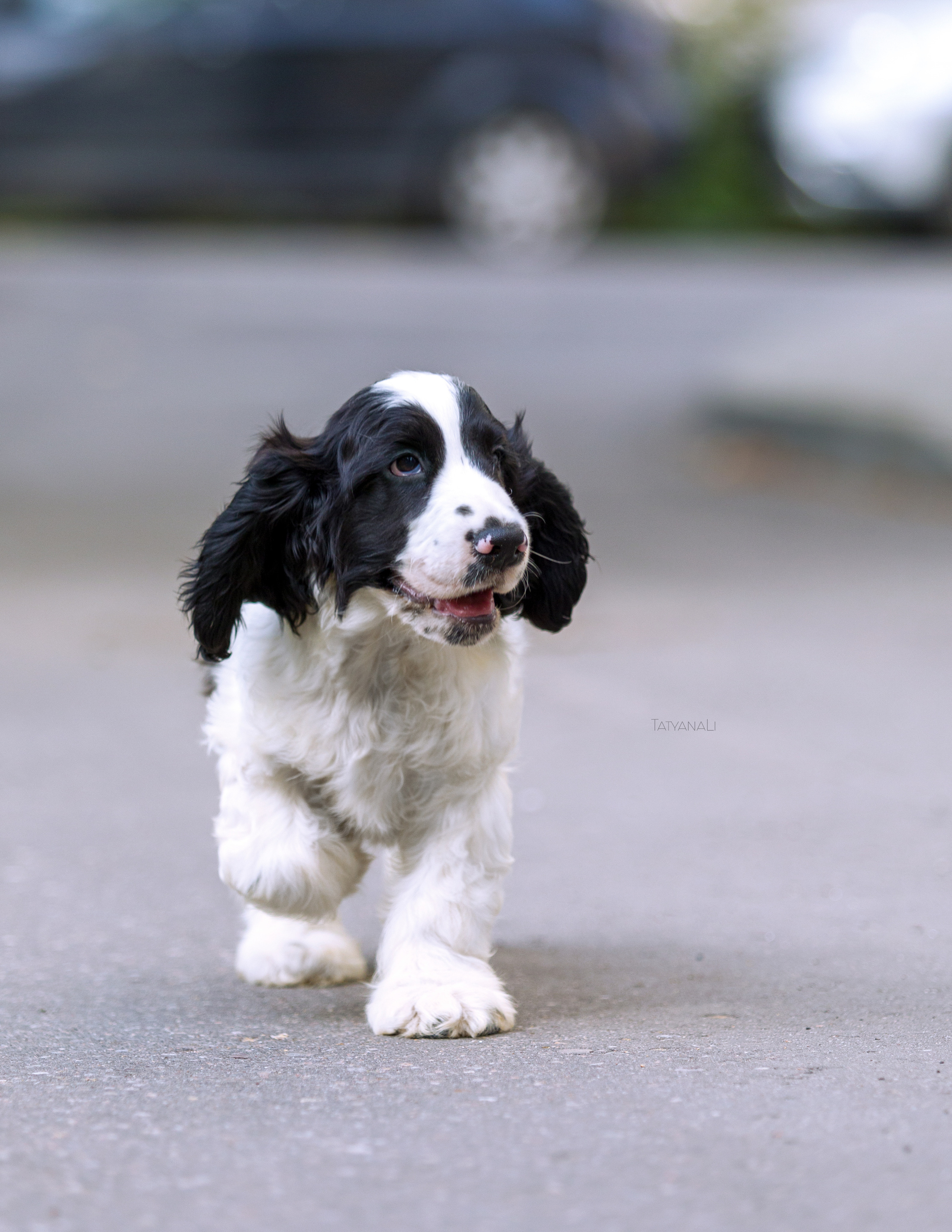 Английский кокер-спаниель. Фотограф — анималист Татьяна Ли