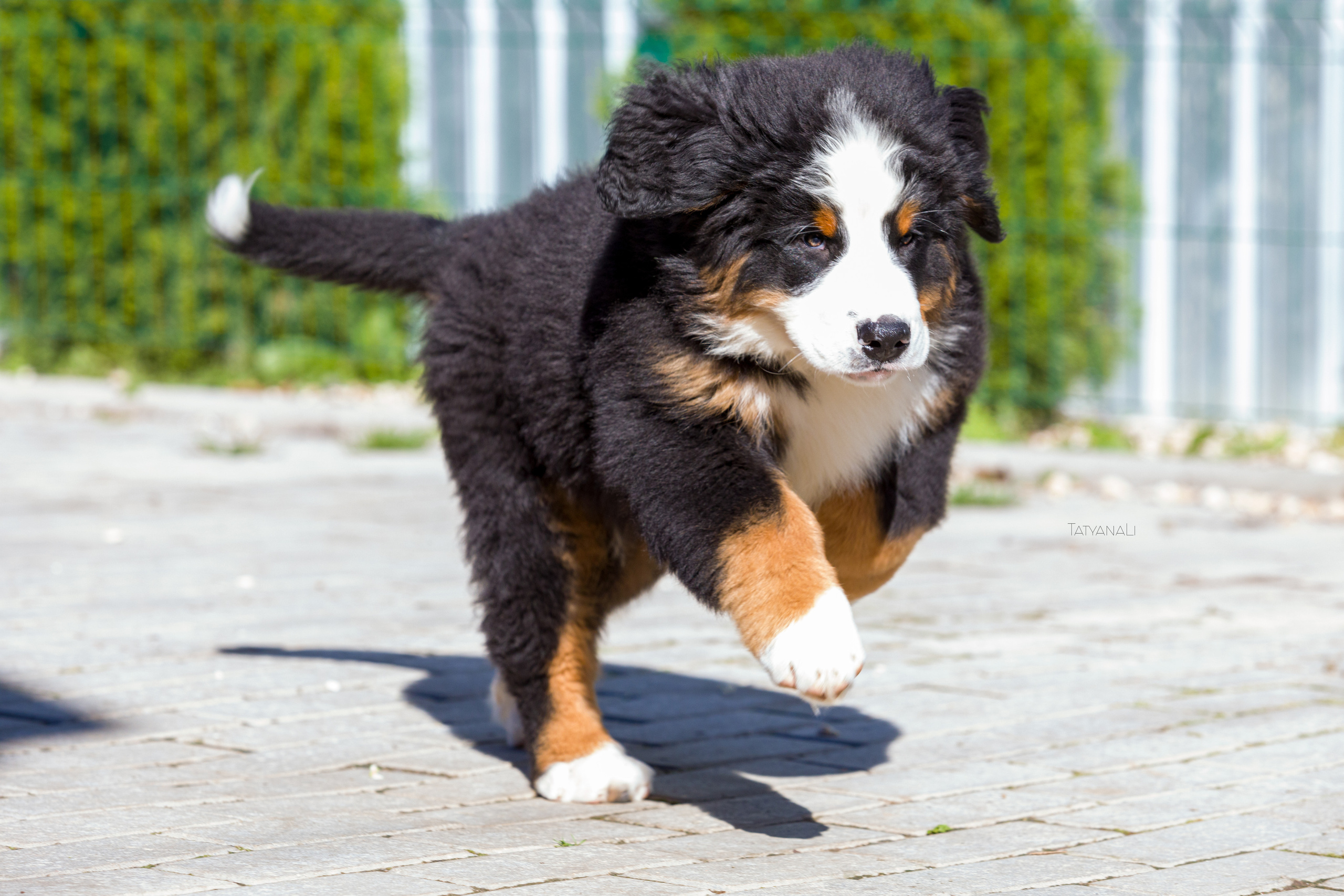 Ассорти. Фотограф — анималист Татьяна Ли