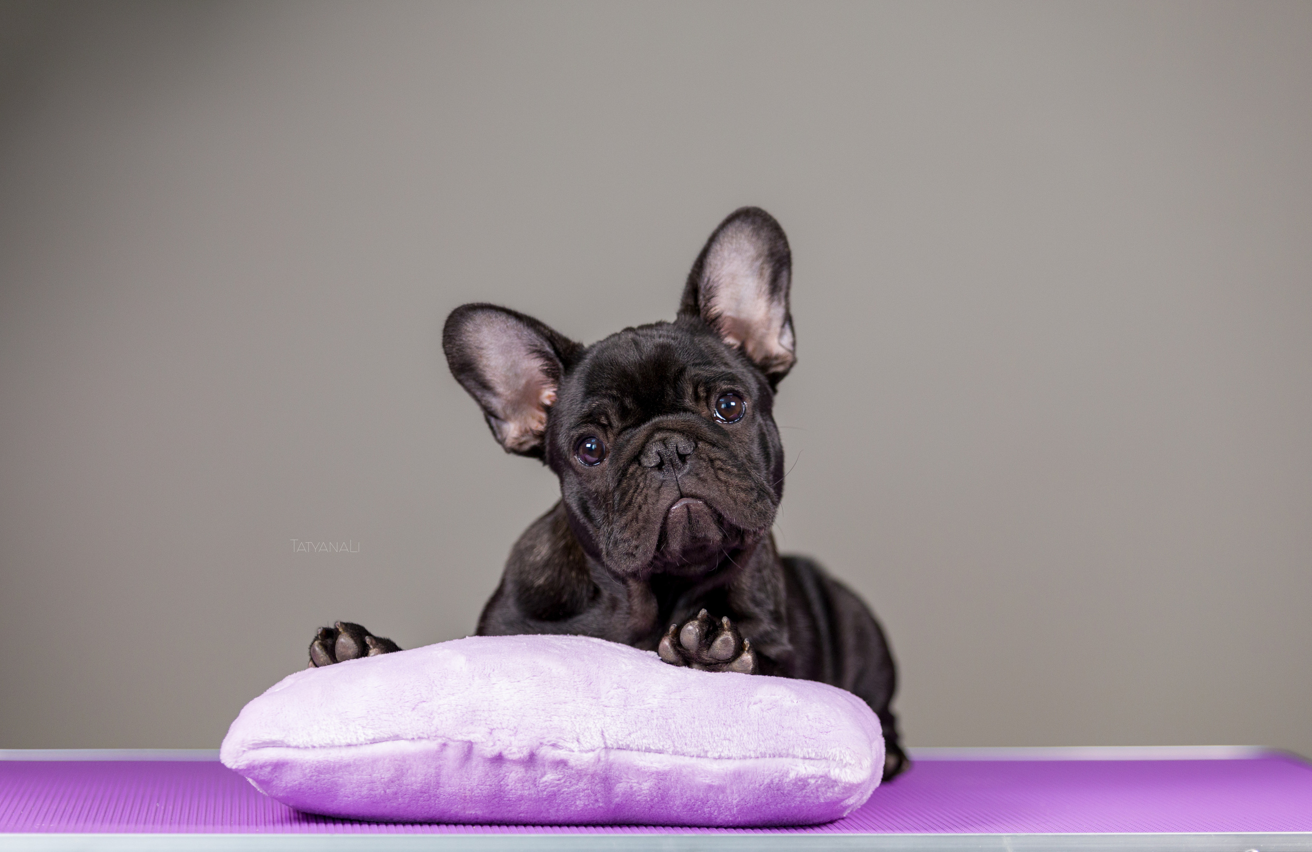 Французкий бульдог. Фотограф — анималист Татьяна Ли