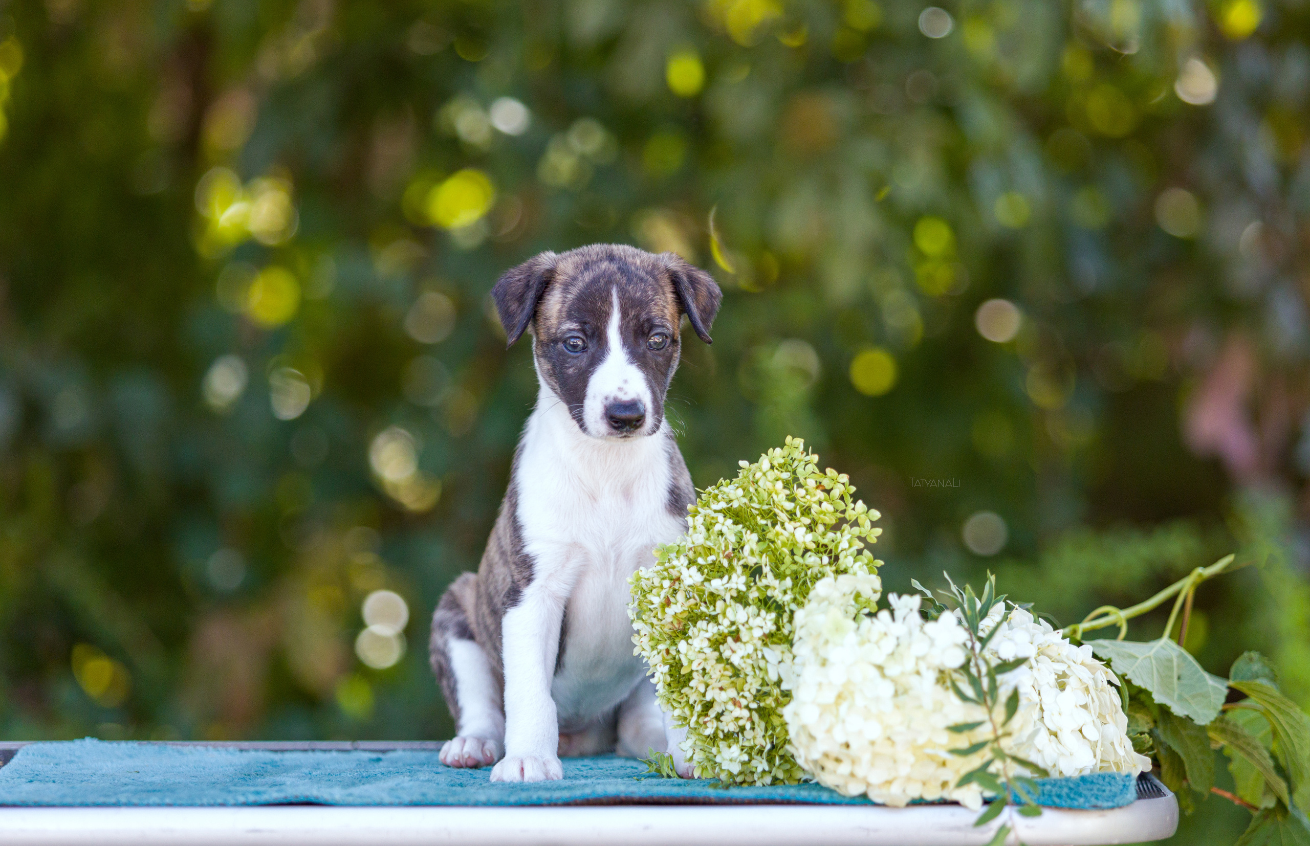 Уиппет. Фотограф — анималист Татьяна Ли