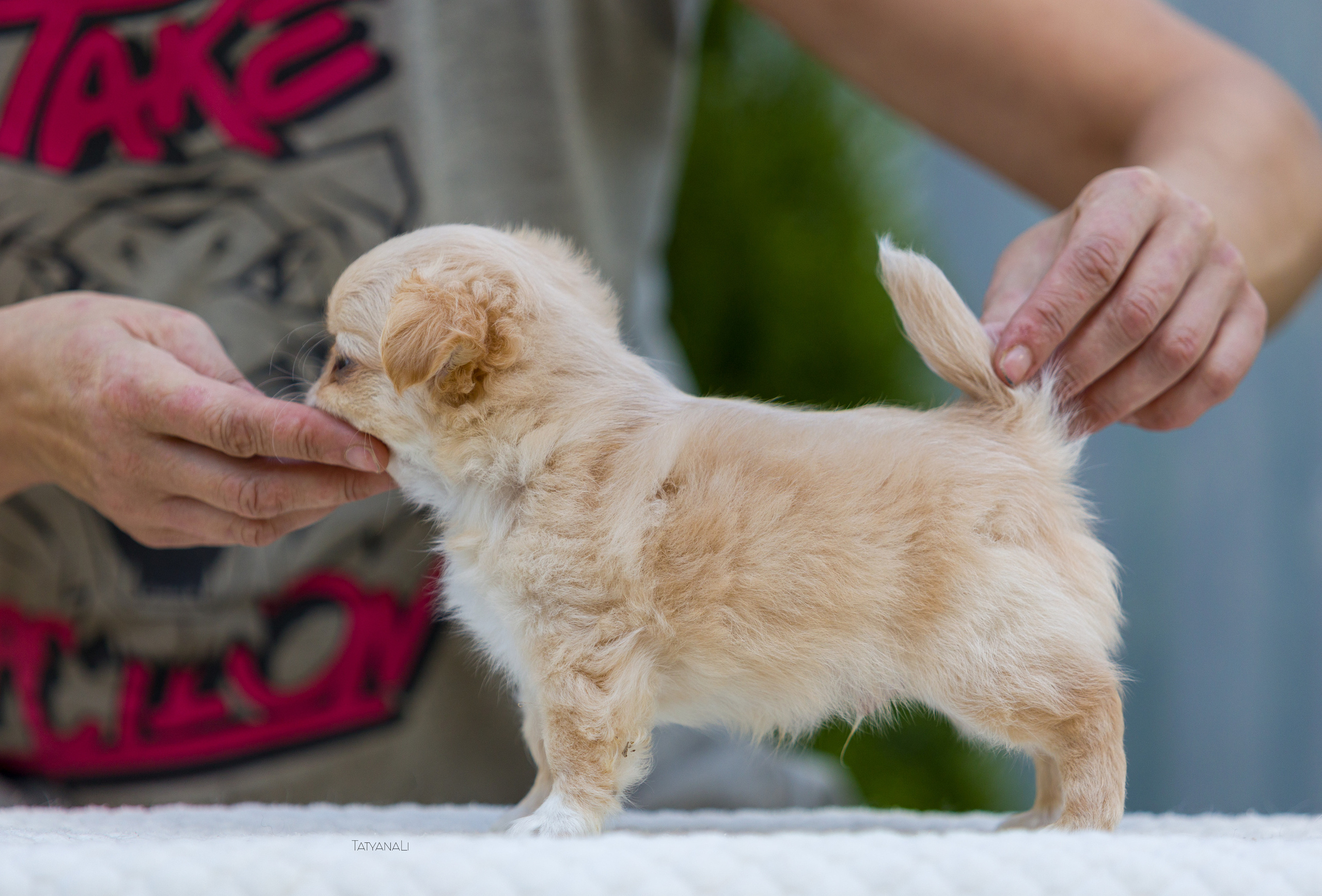 Чихуахуа дш. Фотограф — анималист Татьяна Ли