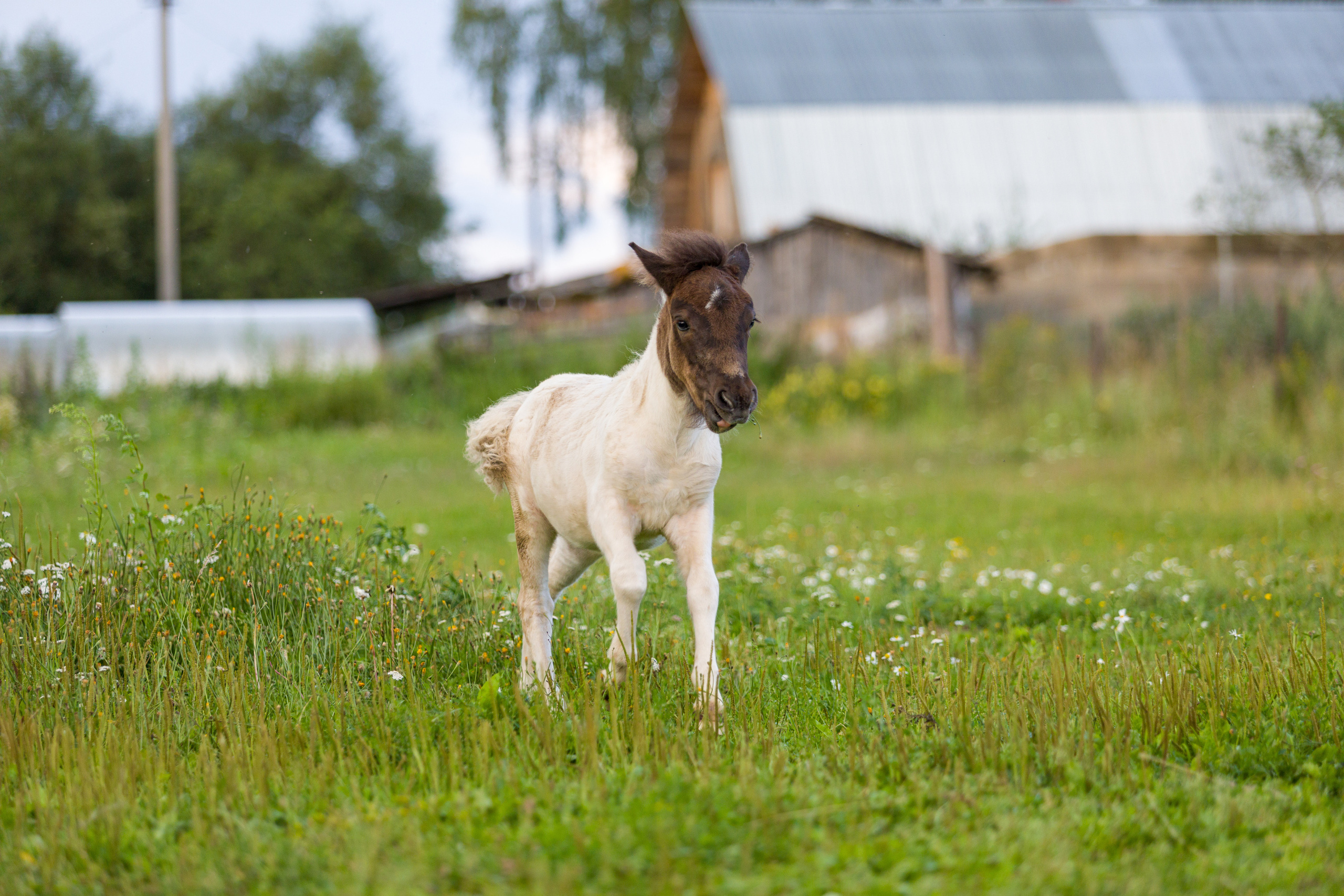 Пони и кони. Фотограф — анималист Татьяна Ли