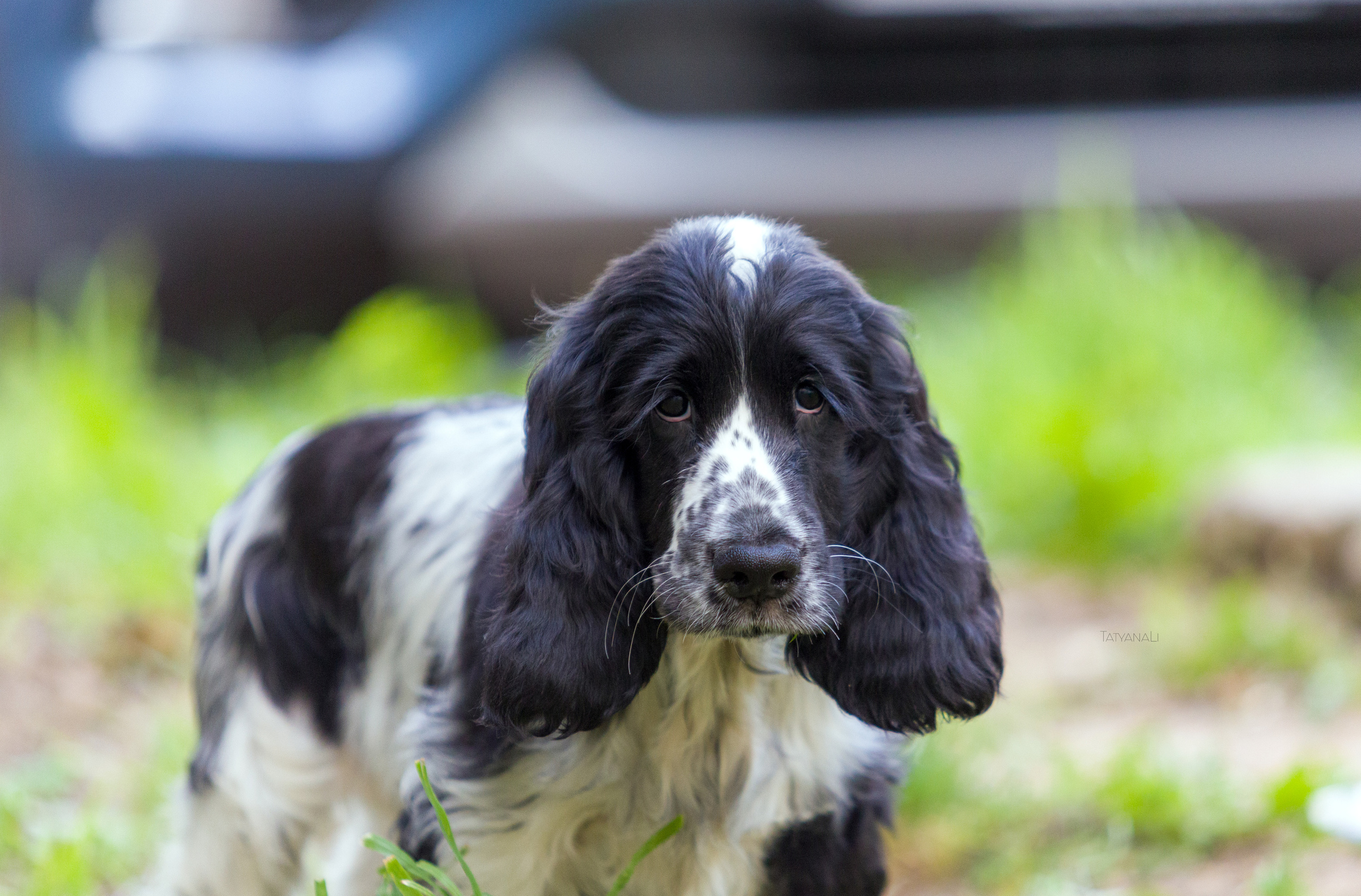 Английский кокер-спаниель. Фотограф — анималист Татьяна Ли
