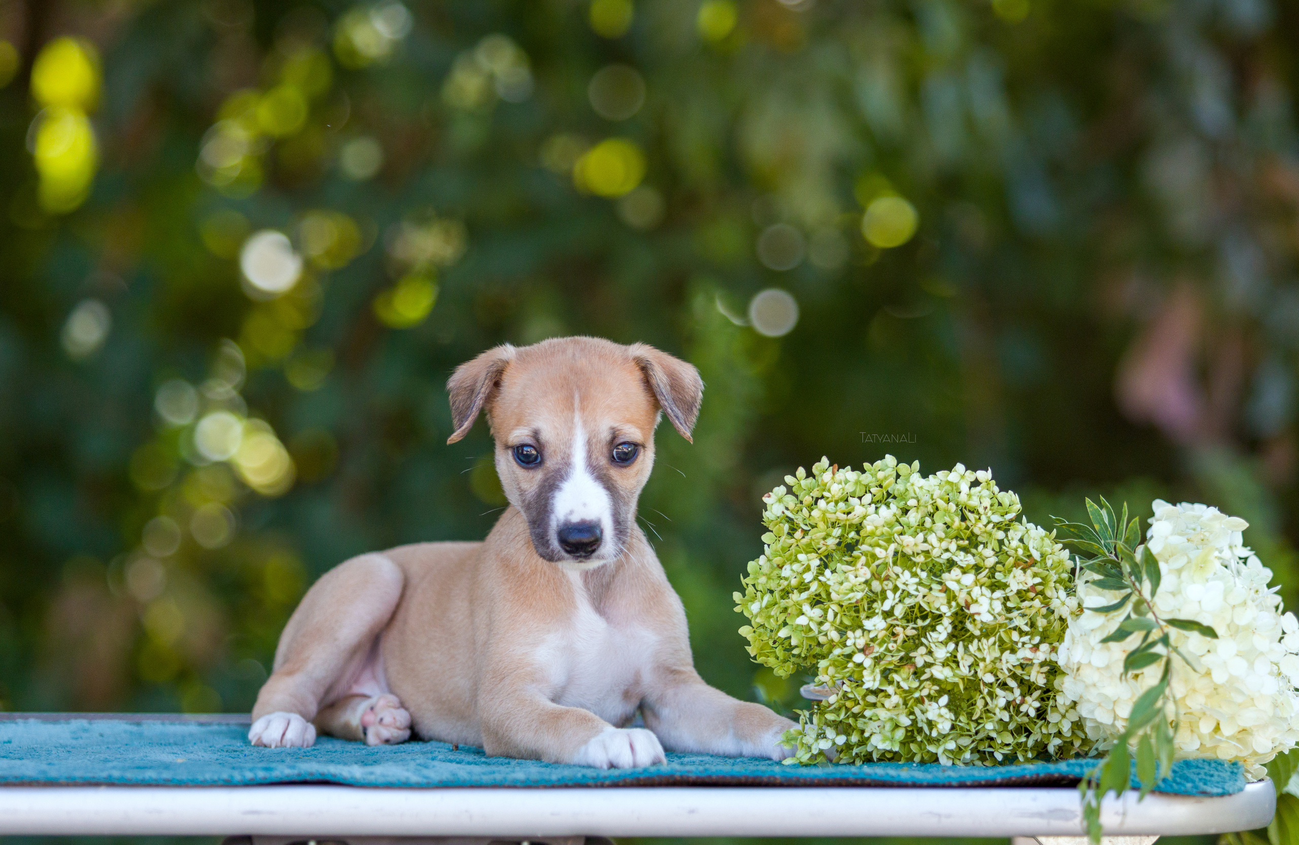 Уиппет. Фотограф — анималист Татьяна Ли