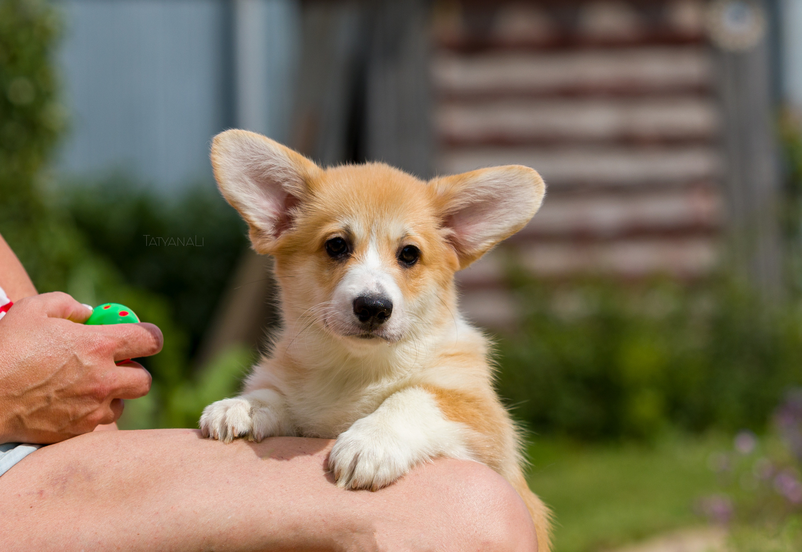 Вельш-корги пемброк. Фотограф — анималист Татьяна Ли