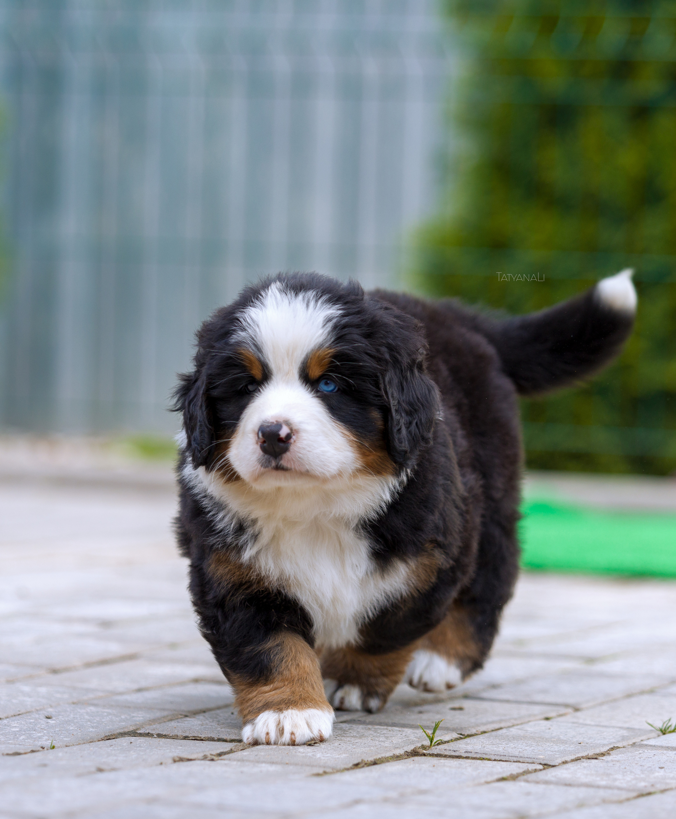 Бернский зенненхунд. Фотограф — анималист Татьяна Ли