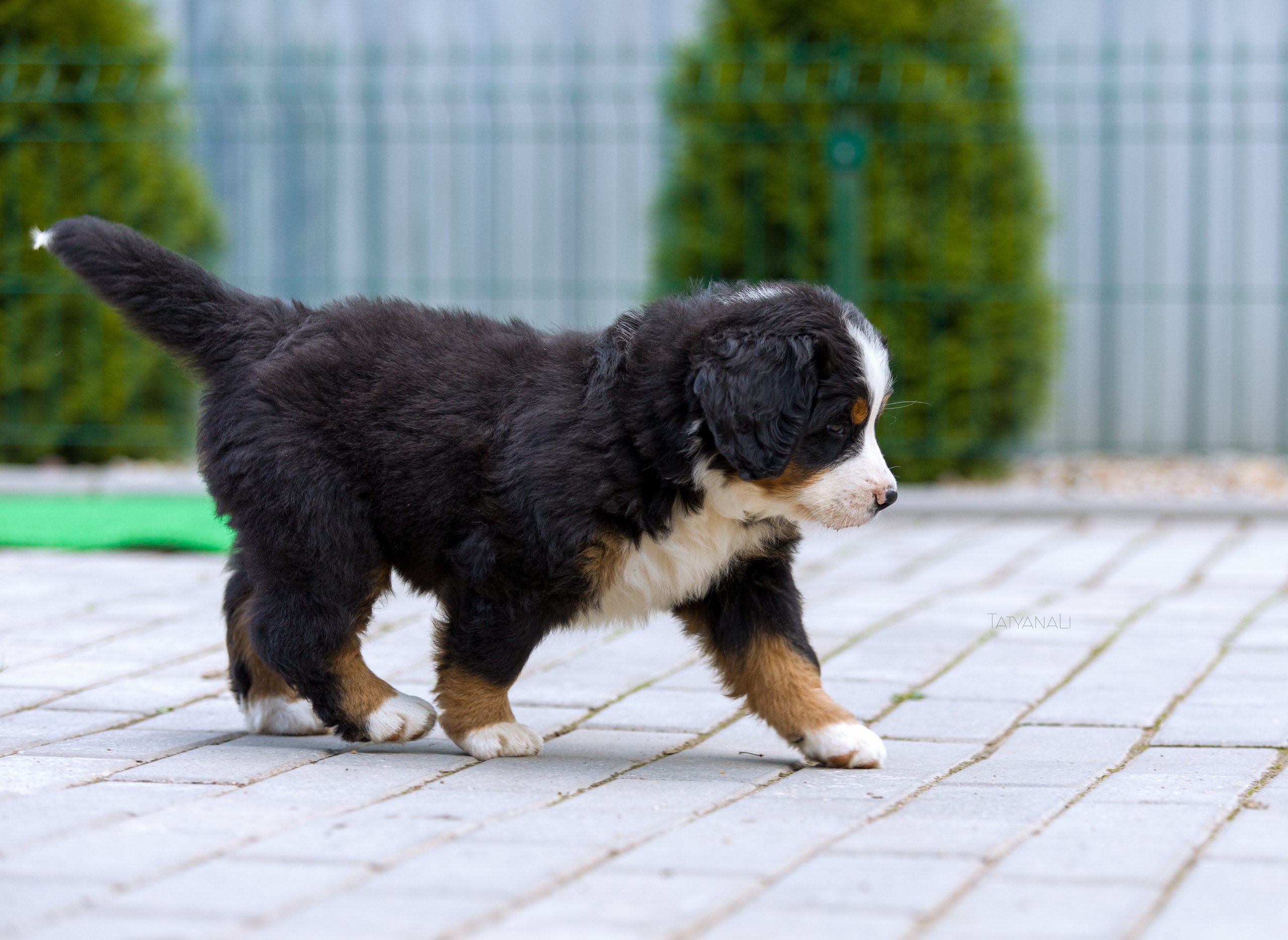Бернский зенненхунд. Фотограф — анималист Татьяна Ли