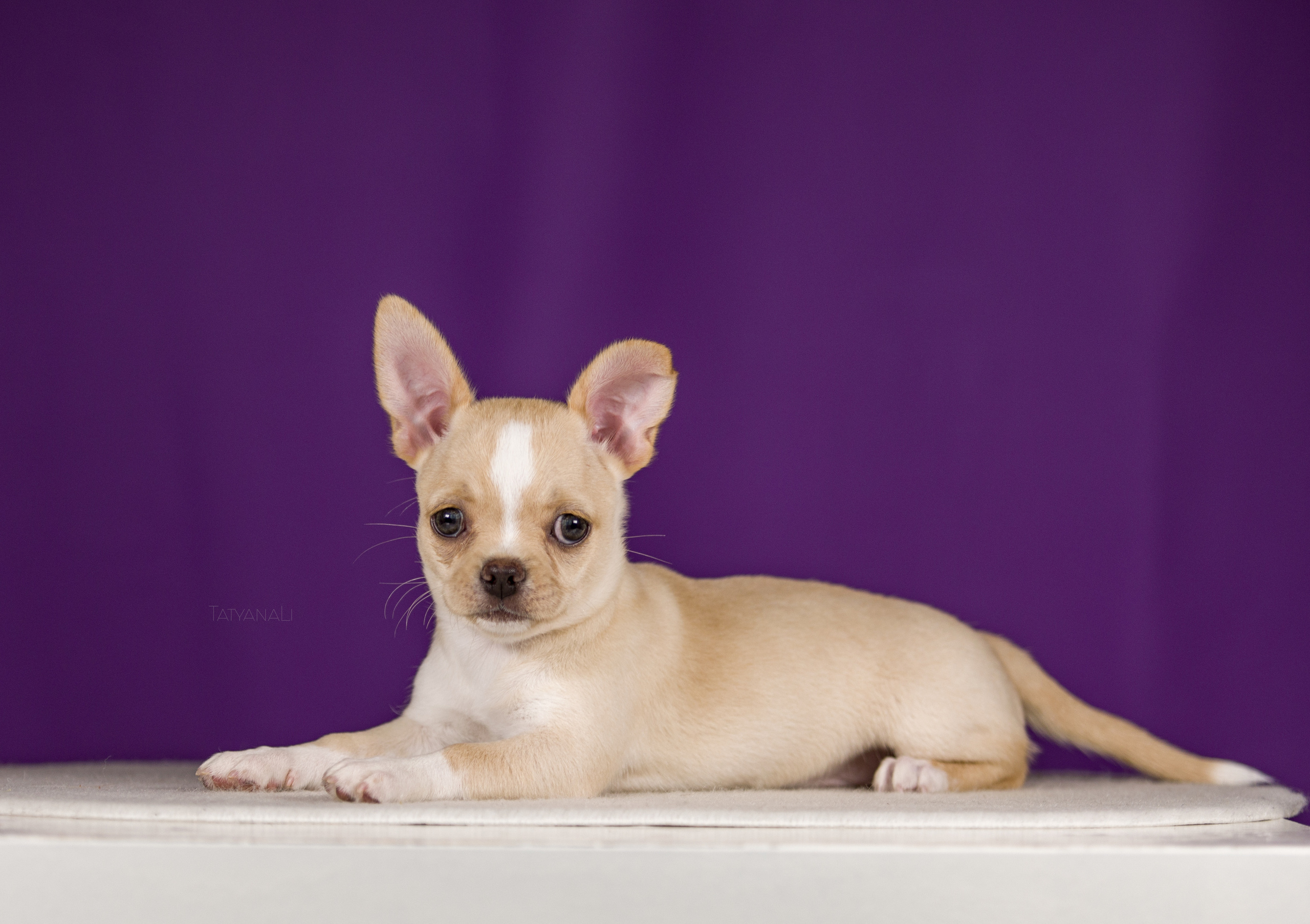 Чихуахуа. Фотограф — анималист Татьяна Ли