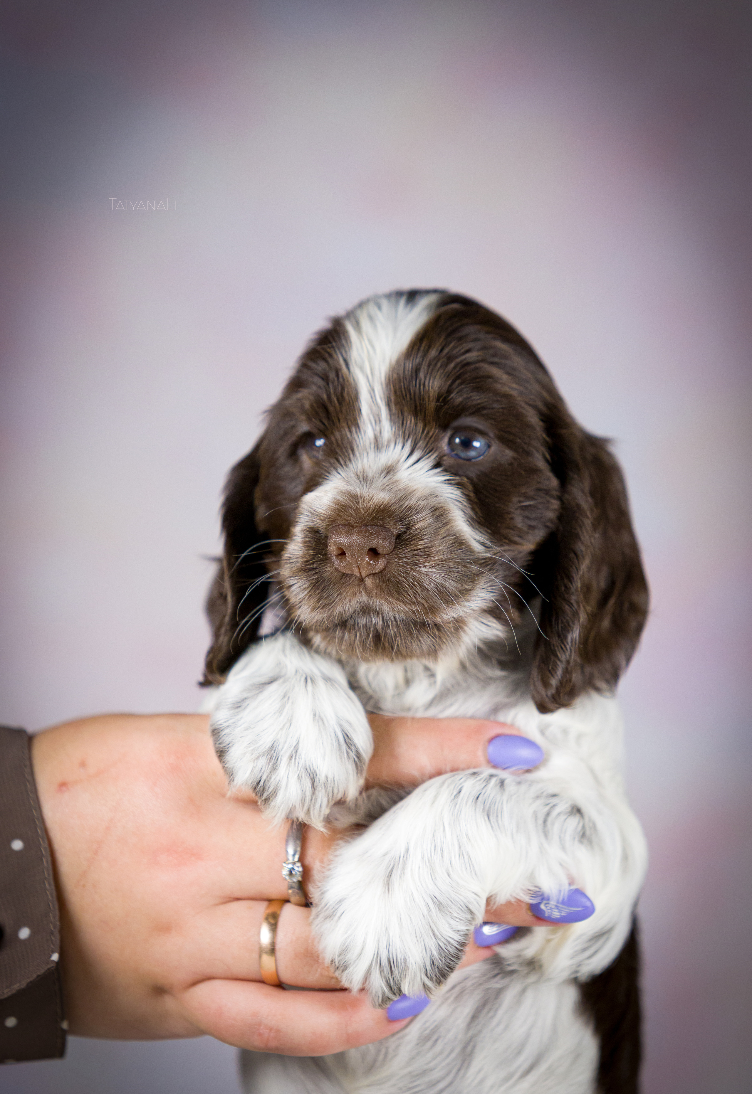 Английский кокер-спаниель. Фотограф — анималист Татьяна Ли