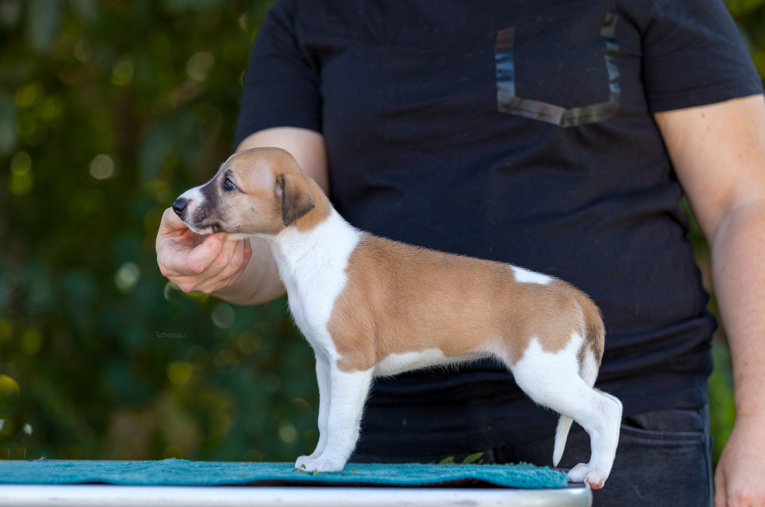 Уиппет. Фотограф — анималист Татьяна Ли