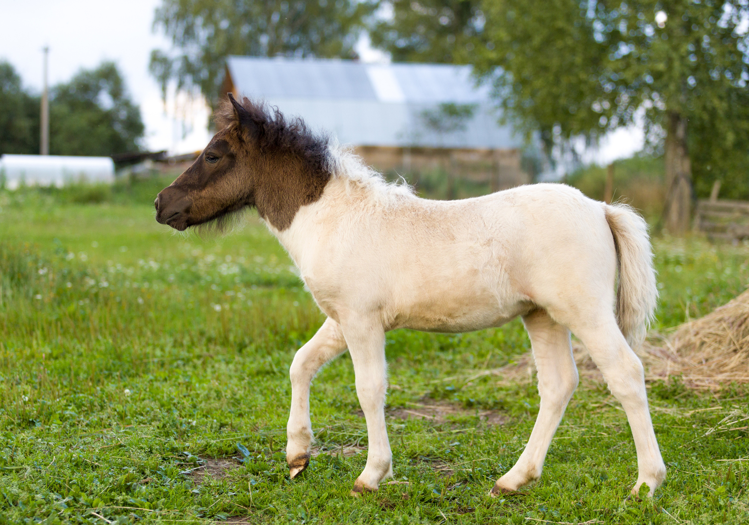Пони и кони. Фотограф — анималист Татьяна Ли