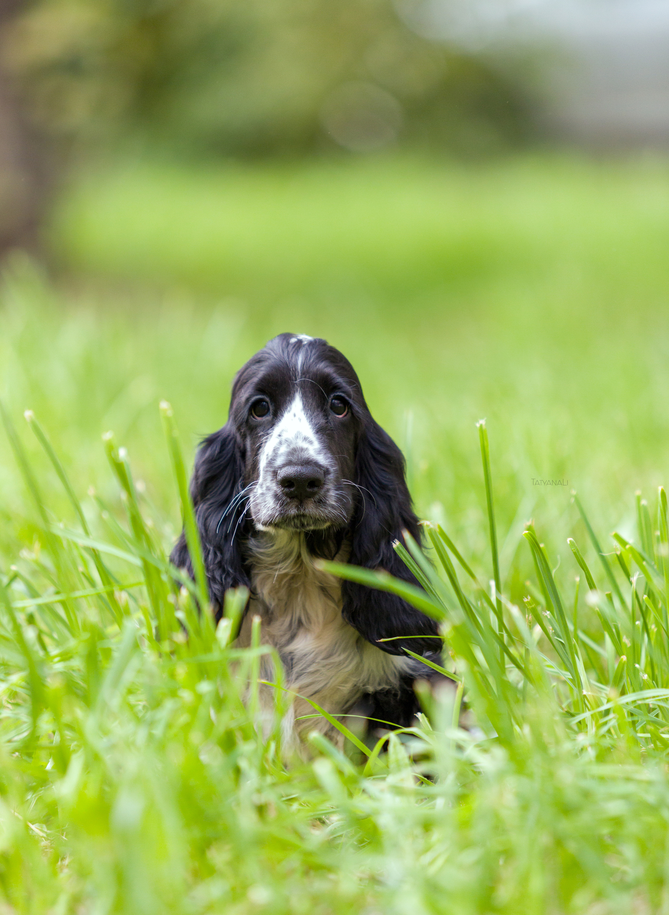 Английский кокер-спаниель. Фотограф — анималист Татьяна Ли