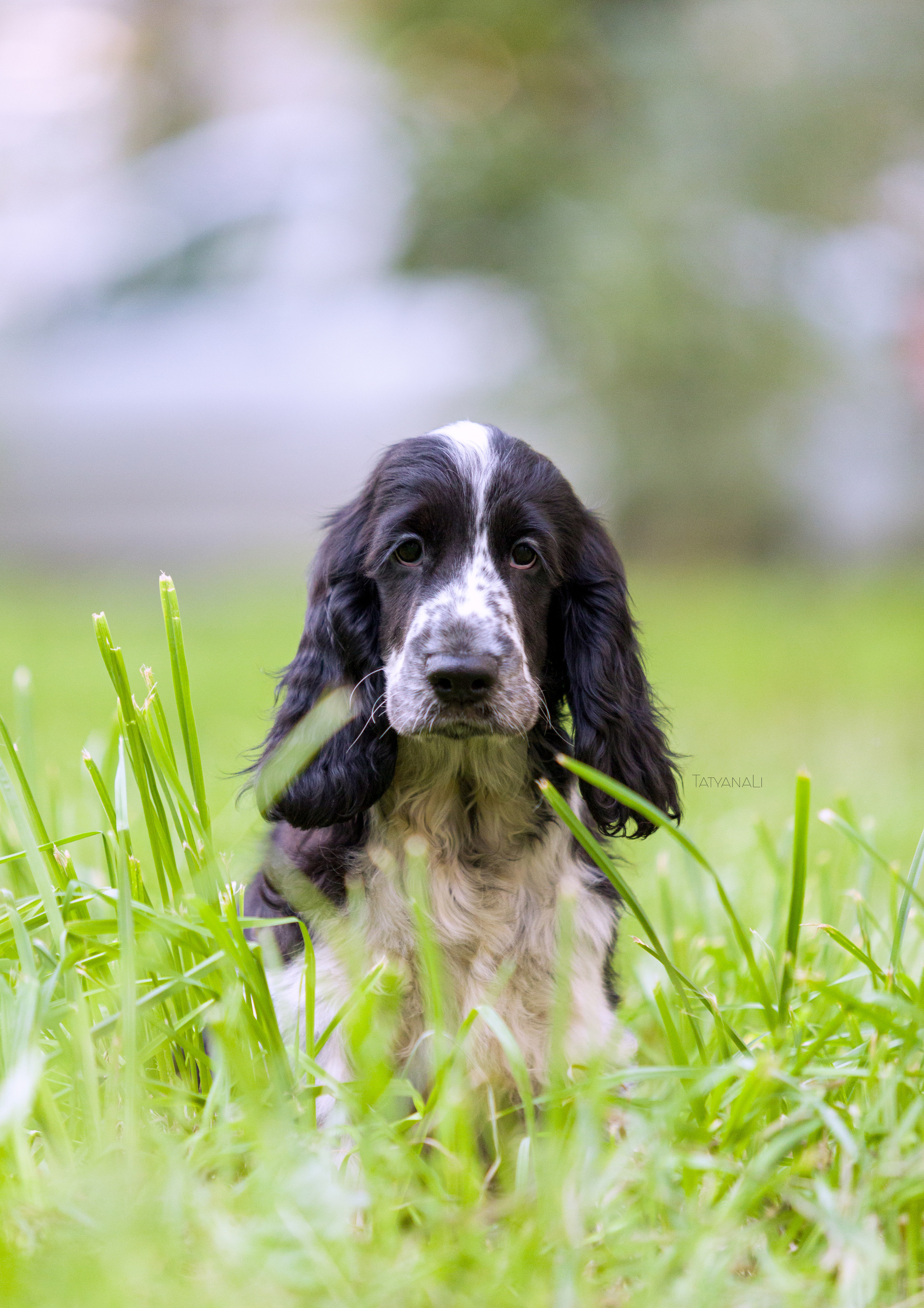 Английский кокер-спаниель. Фотограф — анималист Татьяна Ли