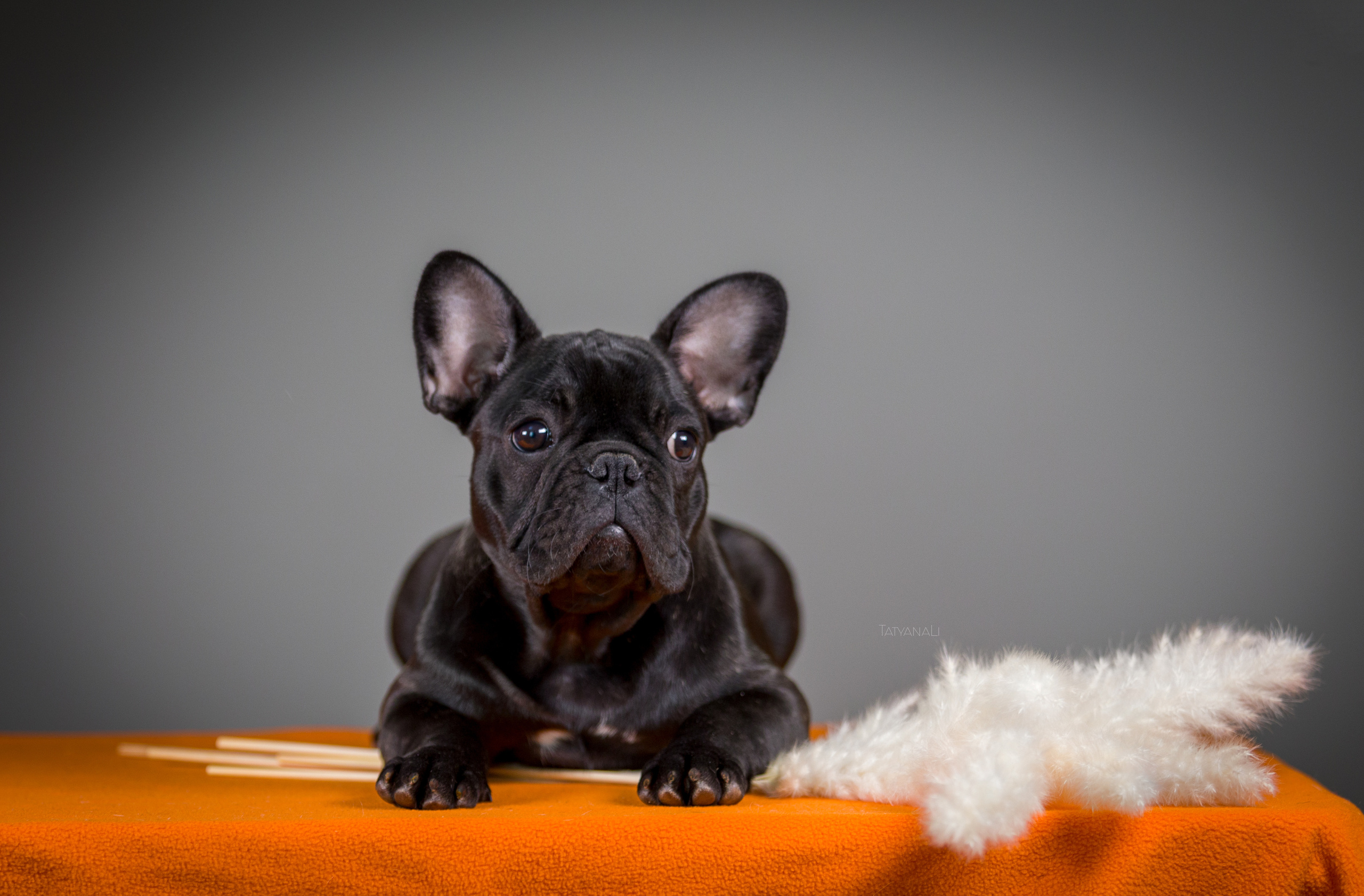 Французкий бульдог. Фотограф — анималист Татьяна Ли