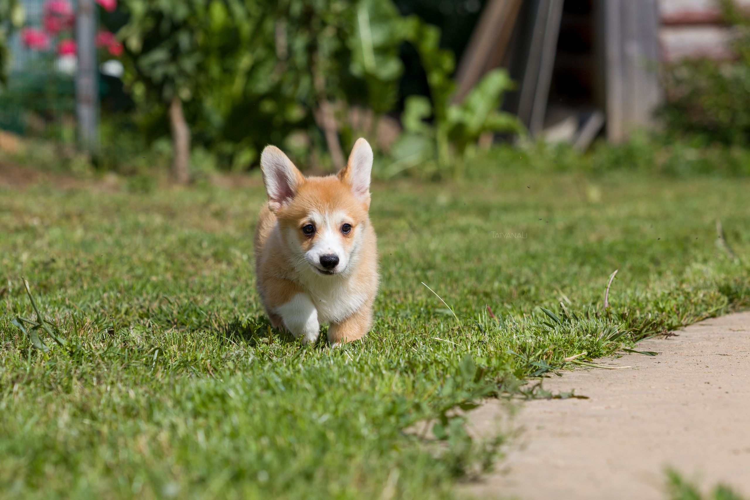 Вельш-корги пемброк. Фотограф — анималист Татьяна Ли