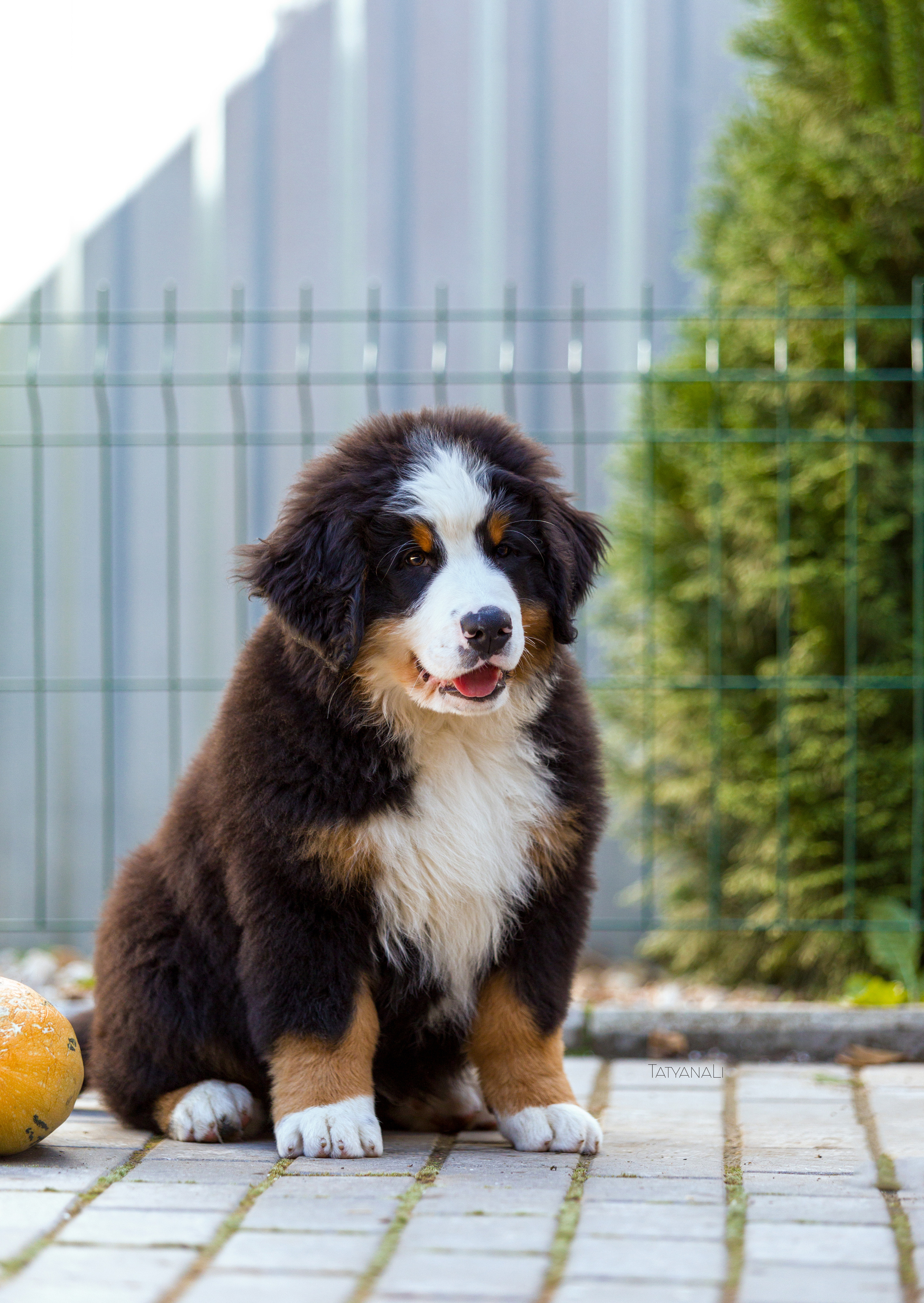 Ассорти. Фотограф — анималист Татьяна Ли