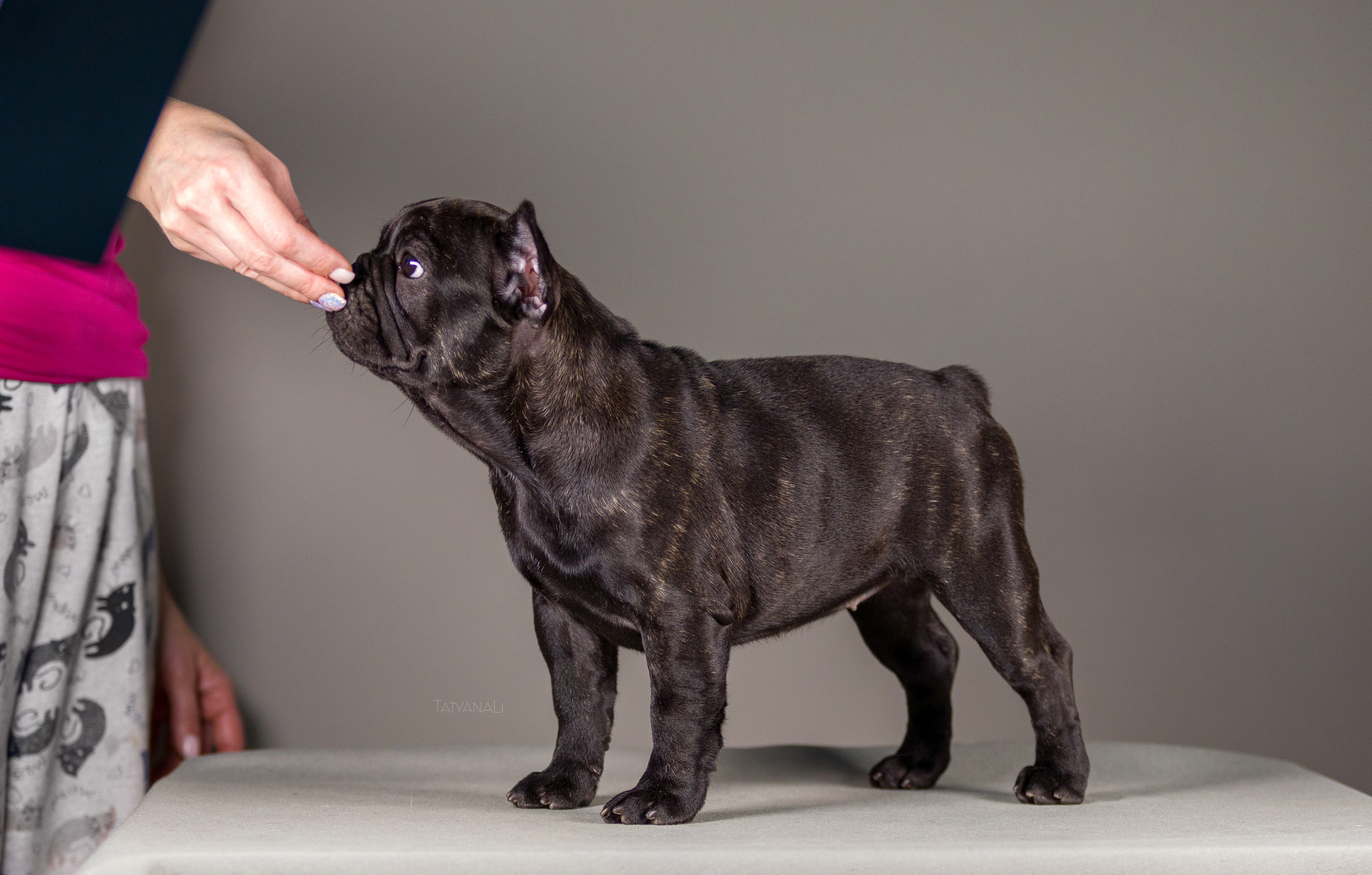 Французкий бульдог. Фотограф — анималист Татьяна Ли