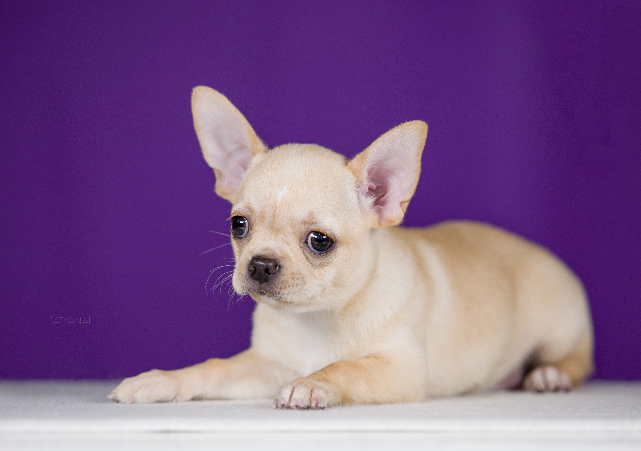 Чихуахуа. Фотограф — анималист Татьяна Ли