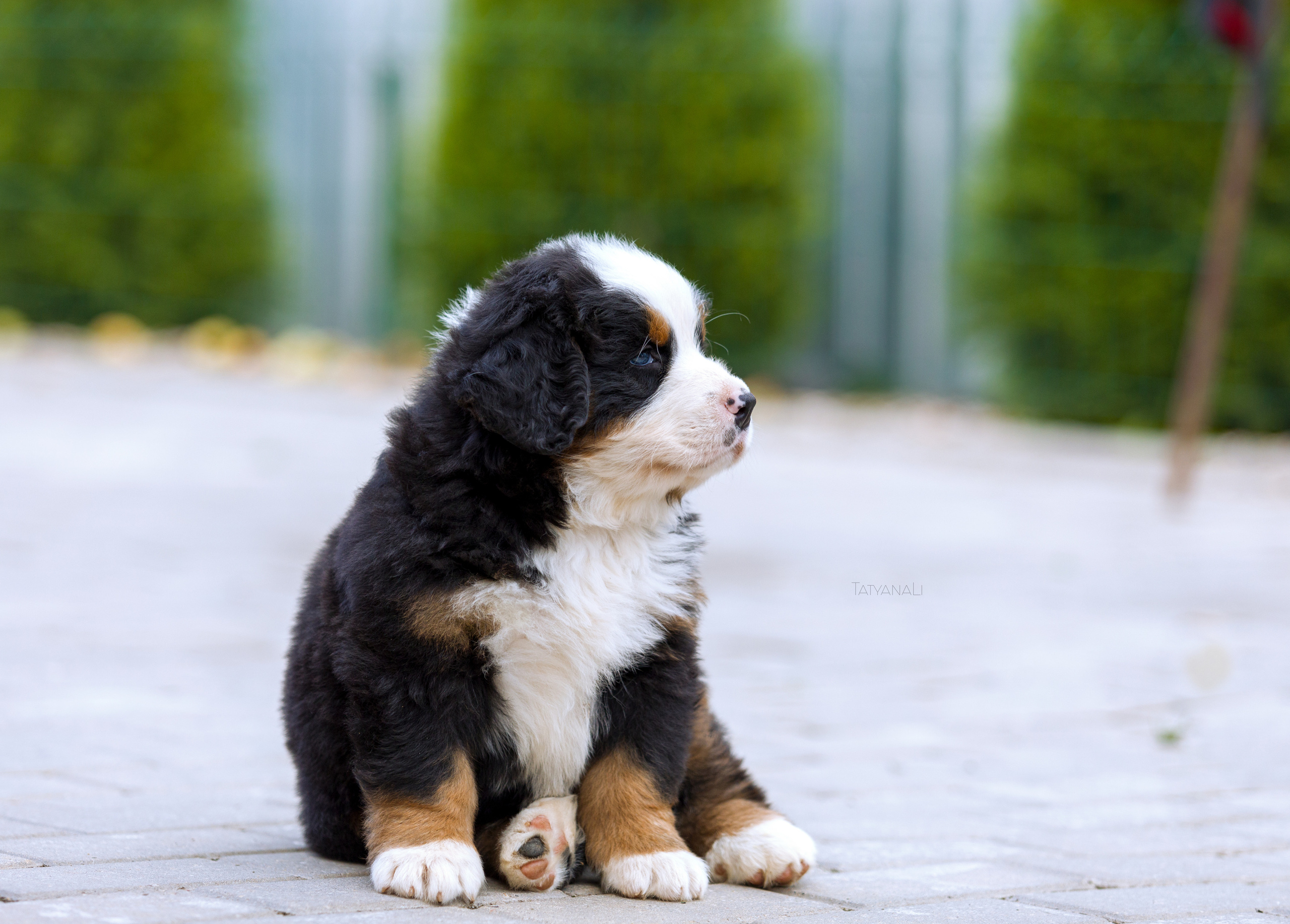 Бернский зенненхунд. Фотограф — анималист Татьяна Ли