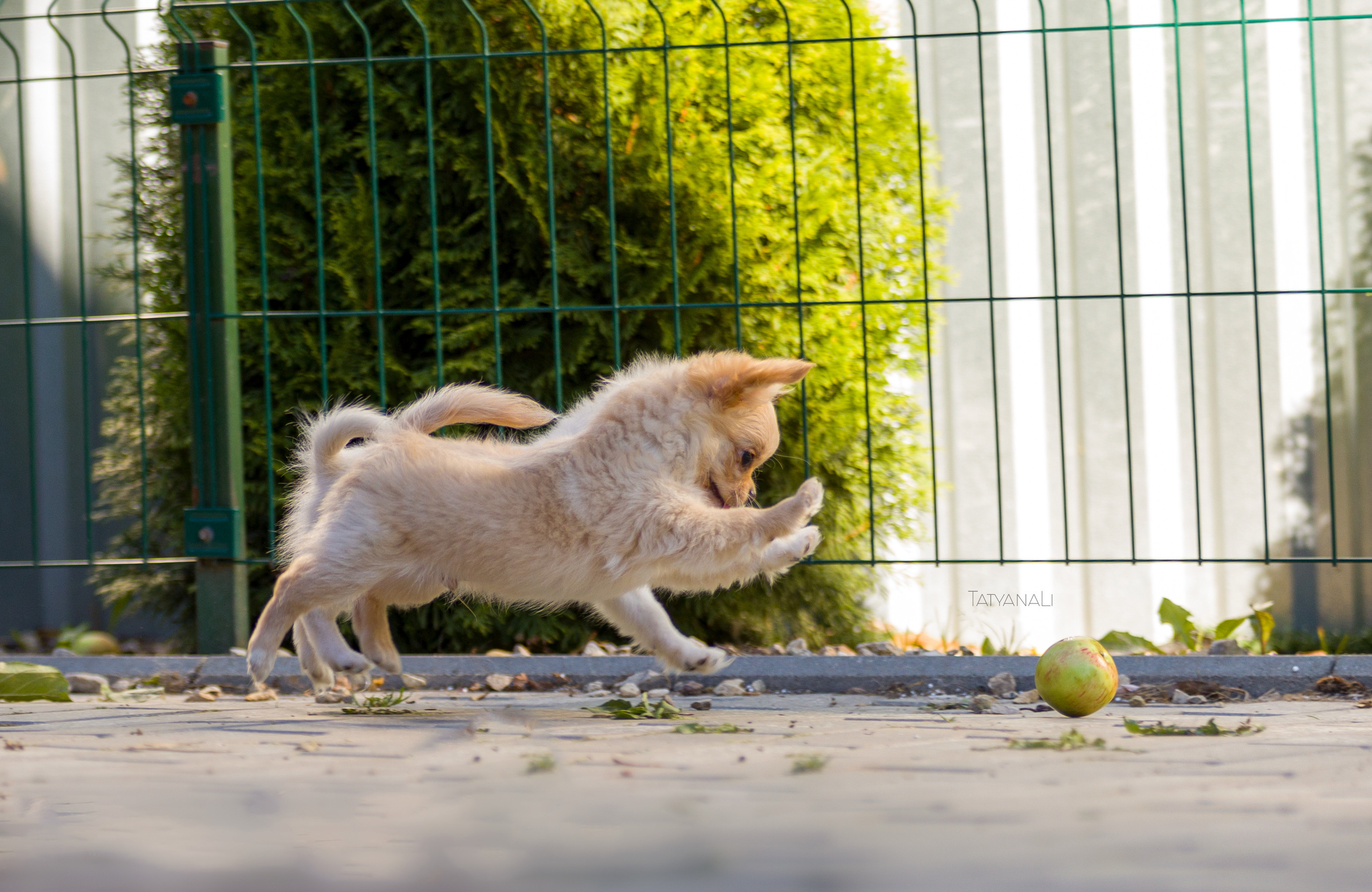 Ассорти. Фотограф — анималист Татьяна Ли