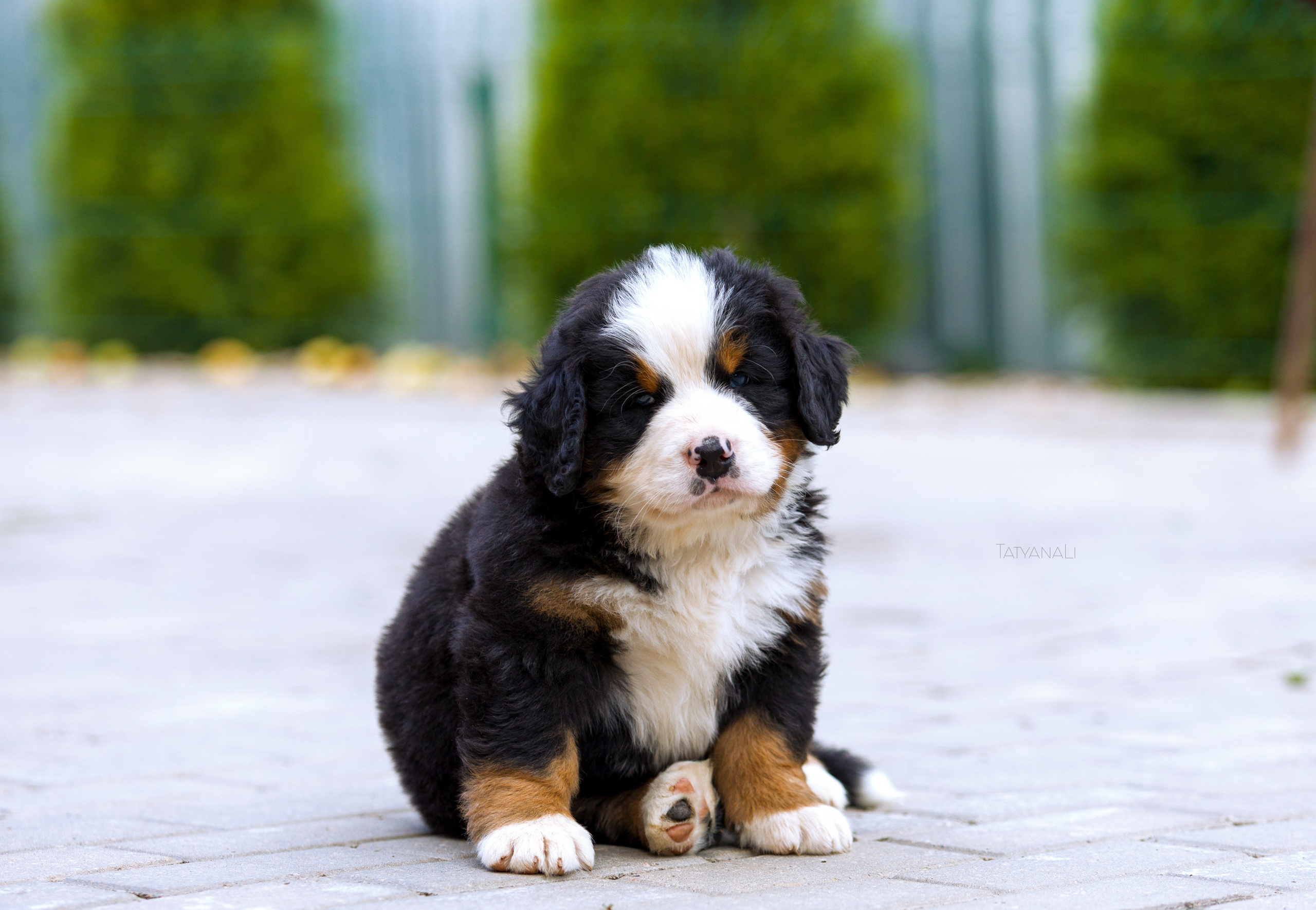 Бернский зенненхунд. Фотограф — анималист Татьяна Ли