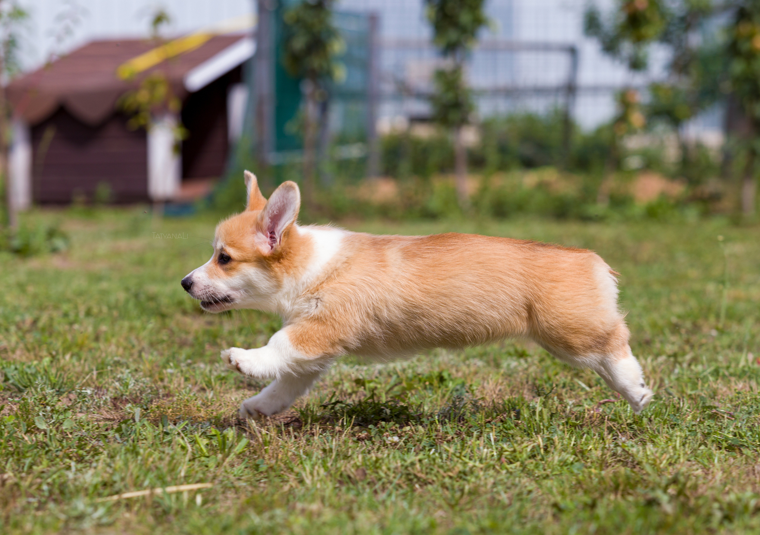 Вельш-корги пемброк. Фотограф — анималист Татьяна Ли