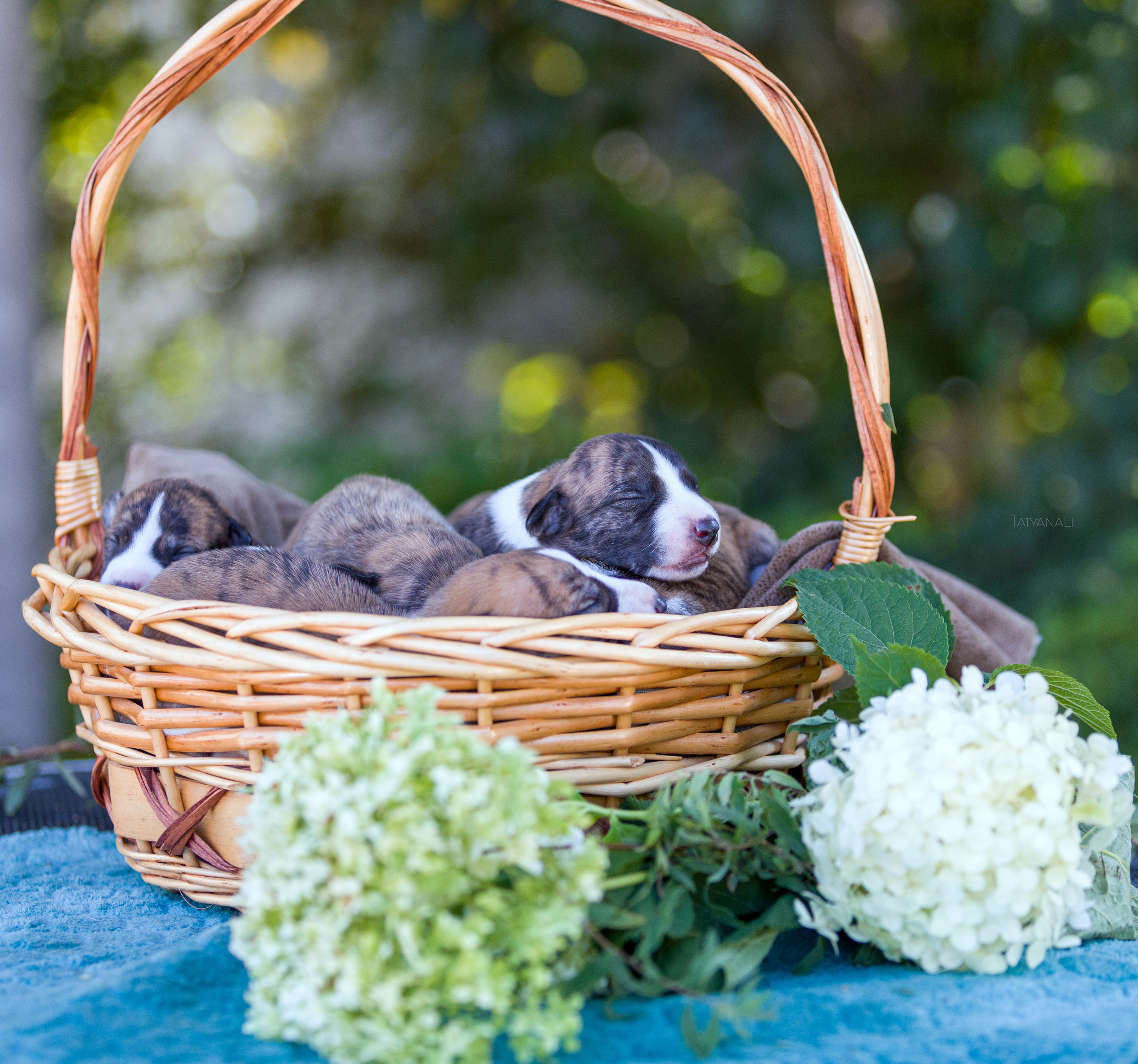 Уиппет. Фотограф — анималист Татьяна Ли