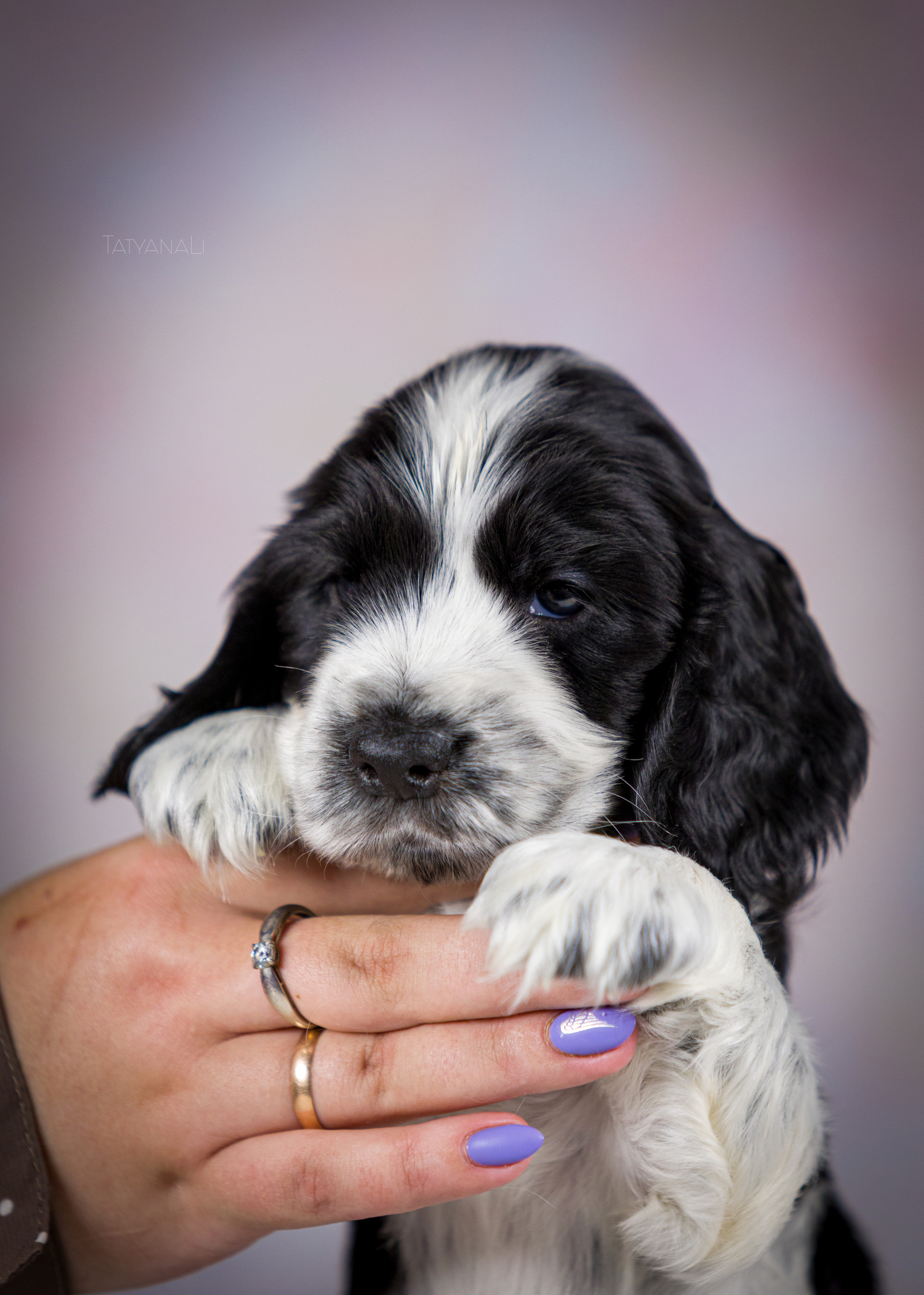 Английский кокер-спаниель. Фотограф — анималист Татьяна Ли