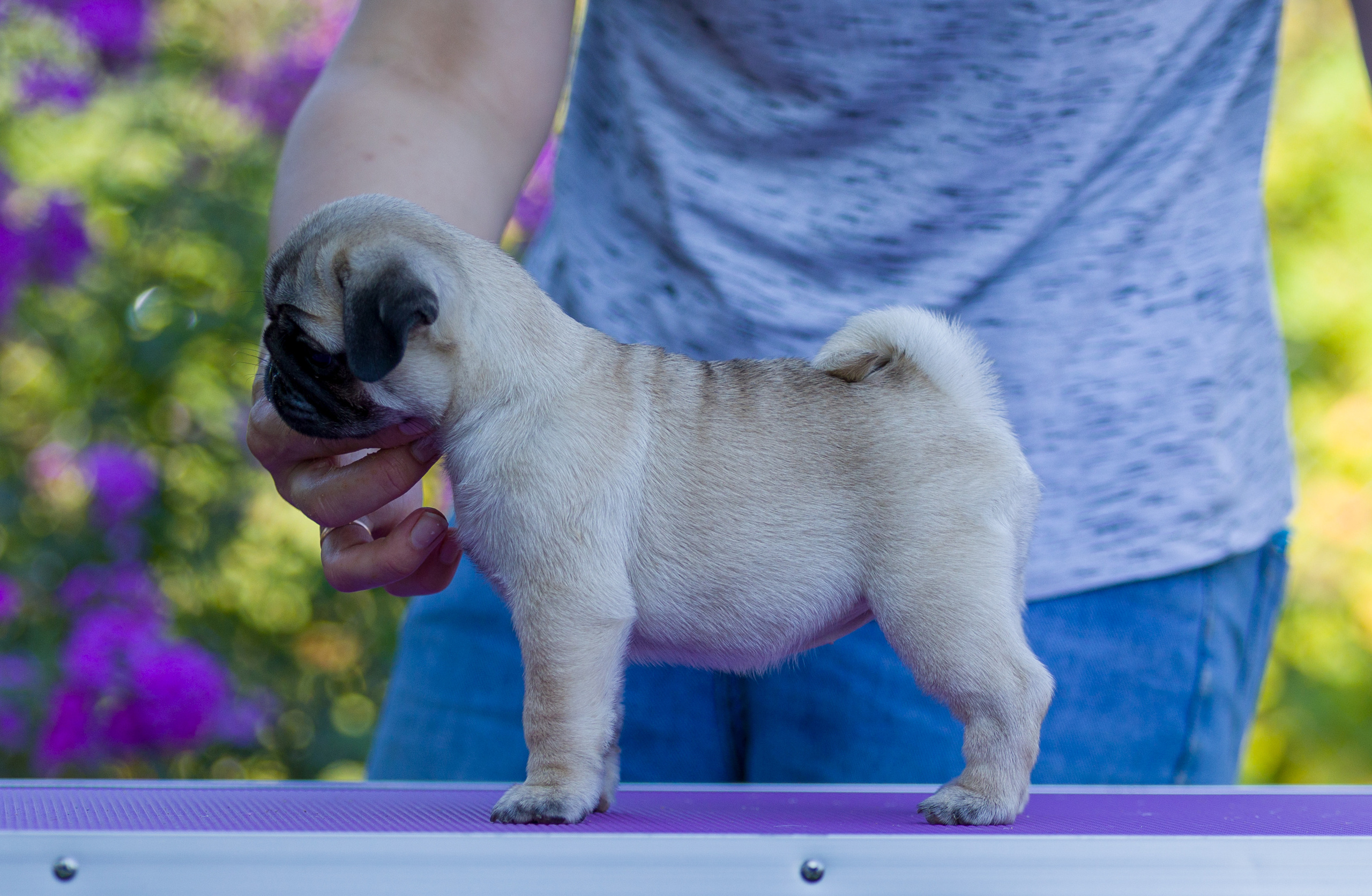 Мопс. Фотограф — анималист Татьяна Ли