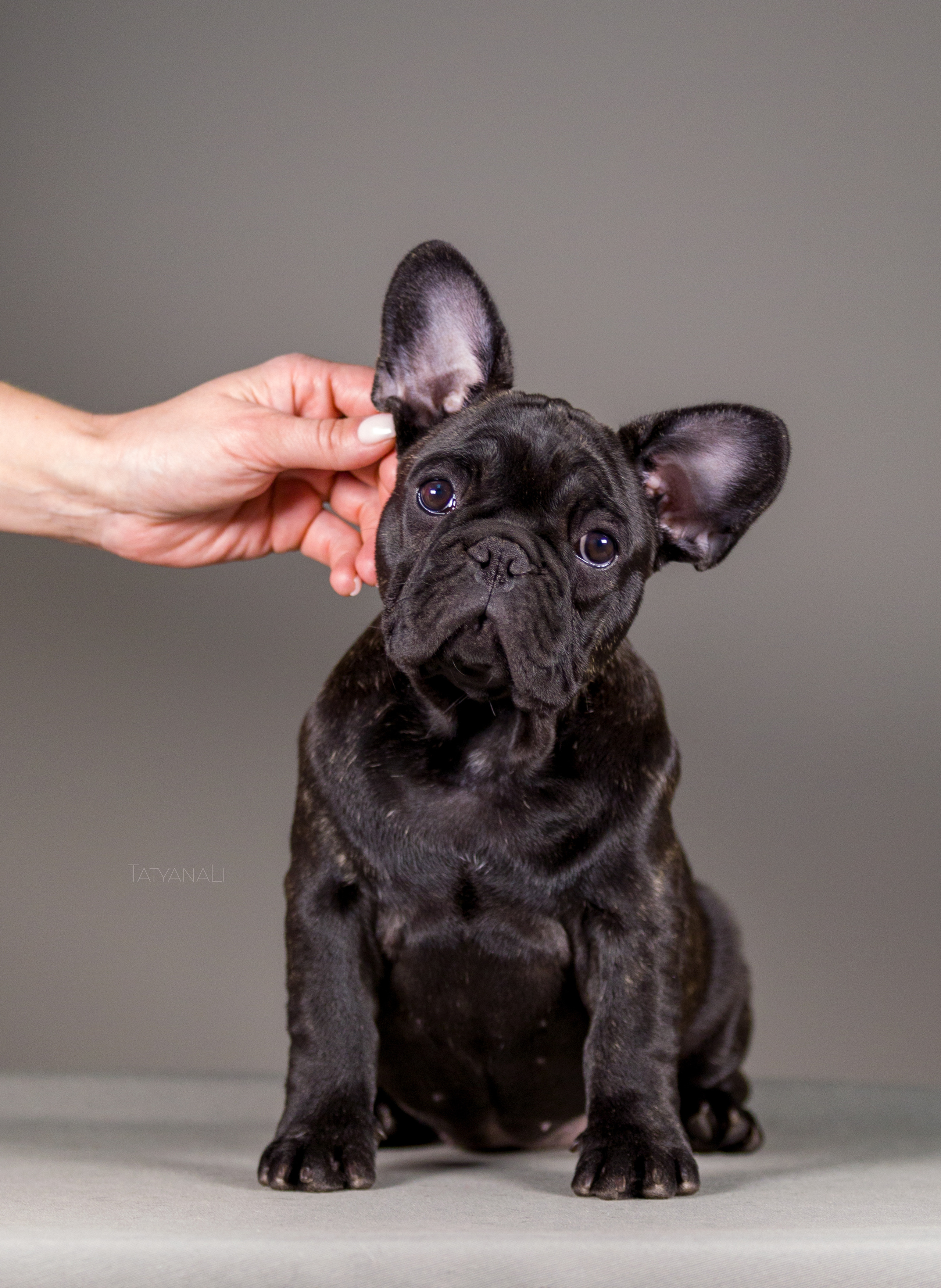 Французкий бульдог. Фотограф — анималист Татьяна Ли