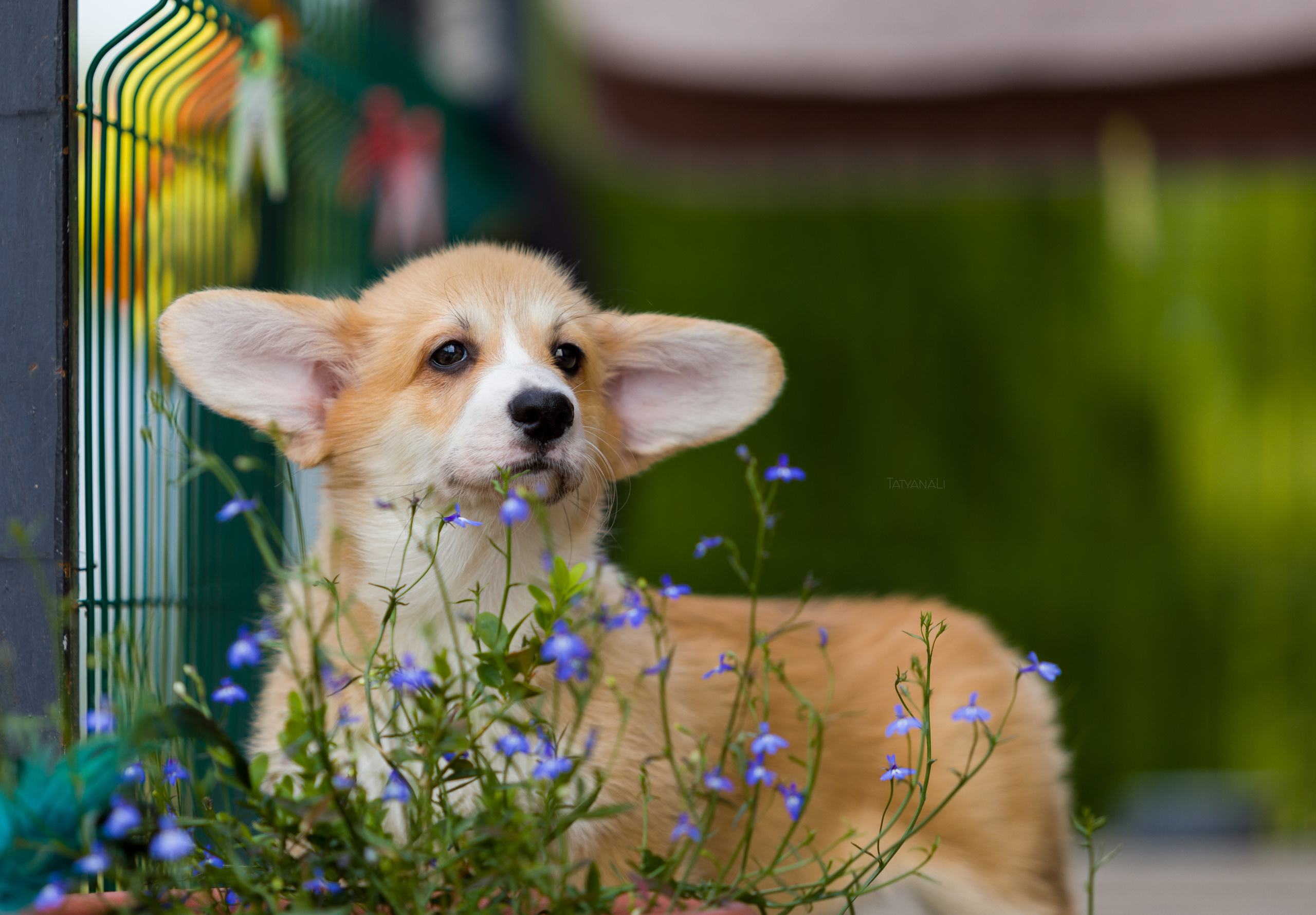 Фотограф — анималист Татьяна Ли