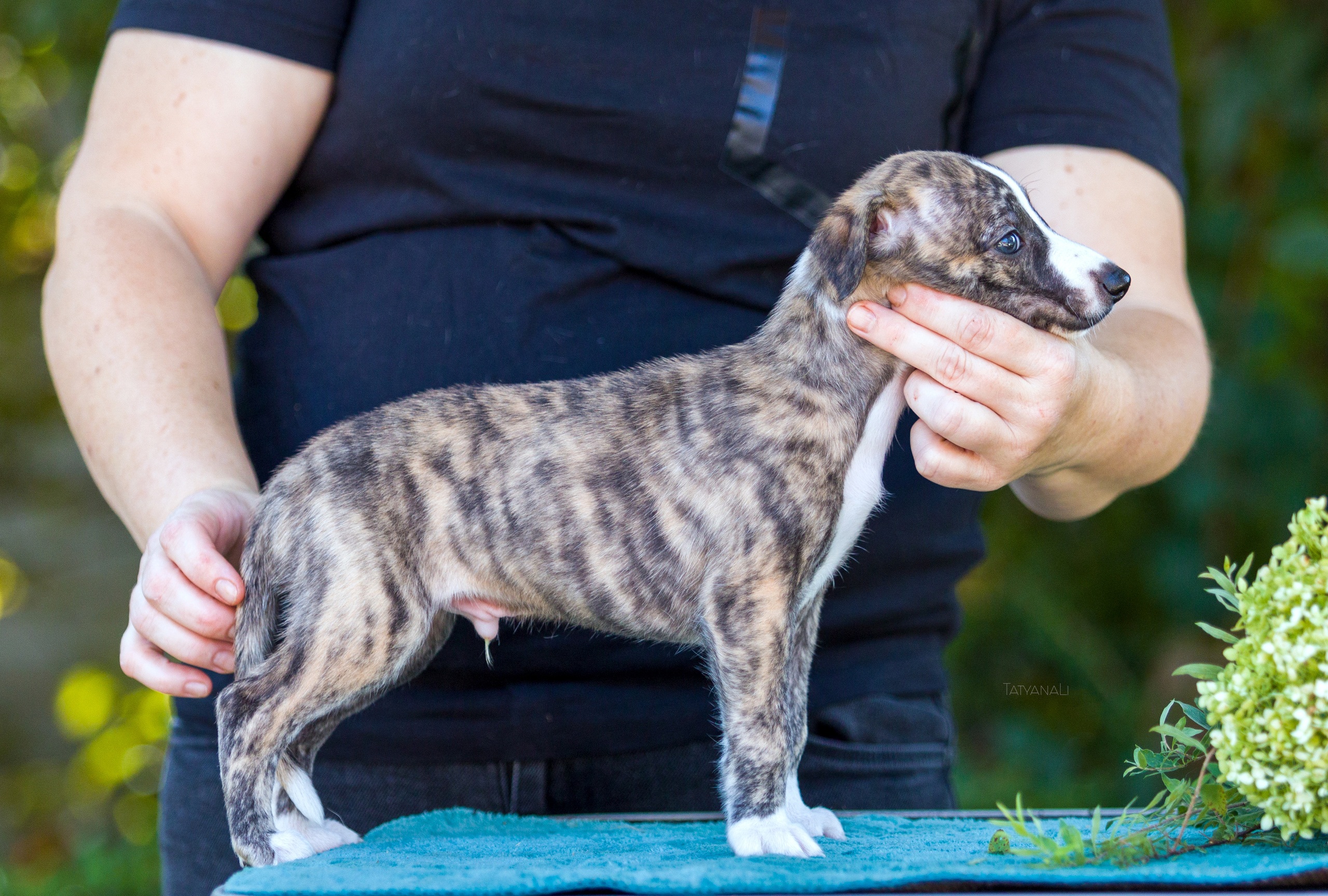 Уиппет. Фотограф — анималист Татьяна Ли