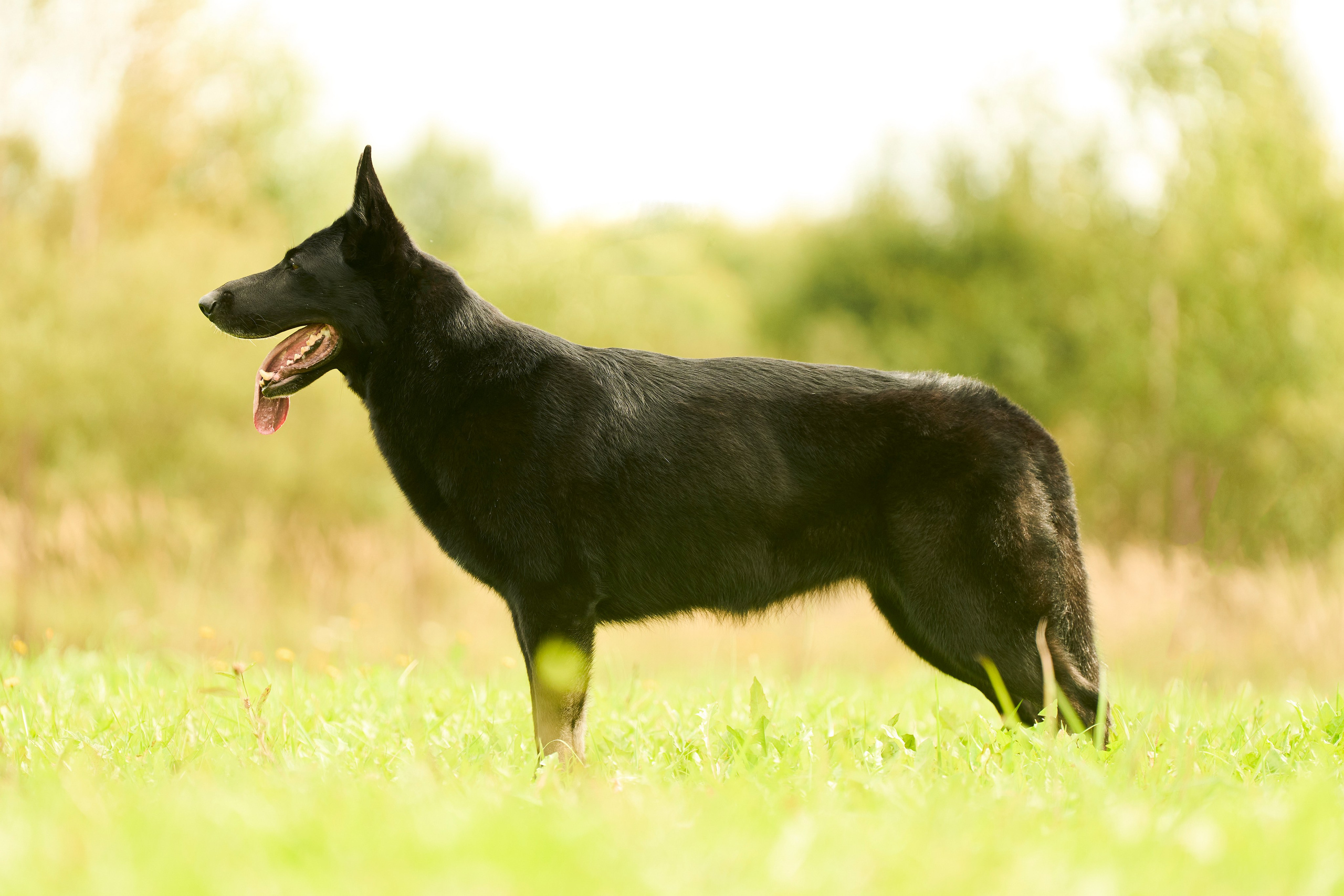 Фотосессия ваших питомцев. Женский и свадебный фотограф в Москве Елена Тараскина