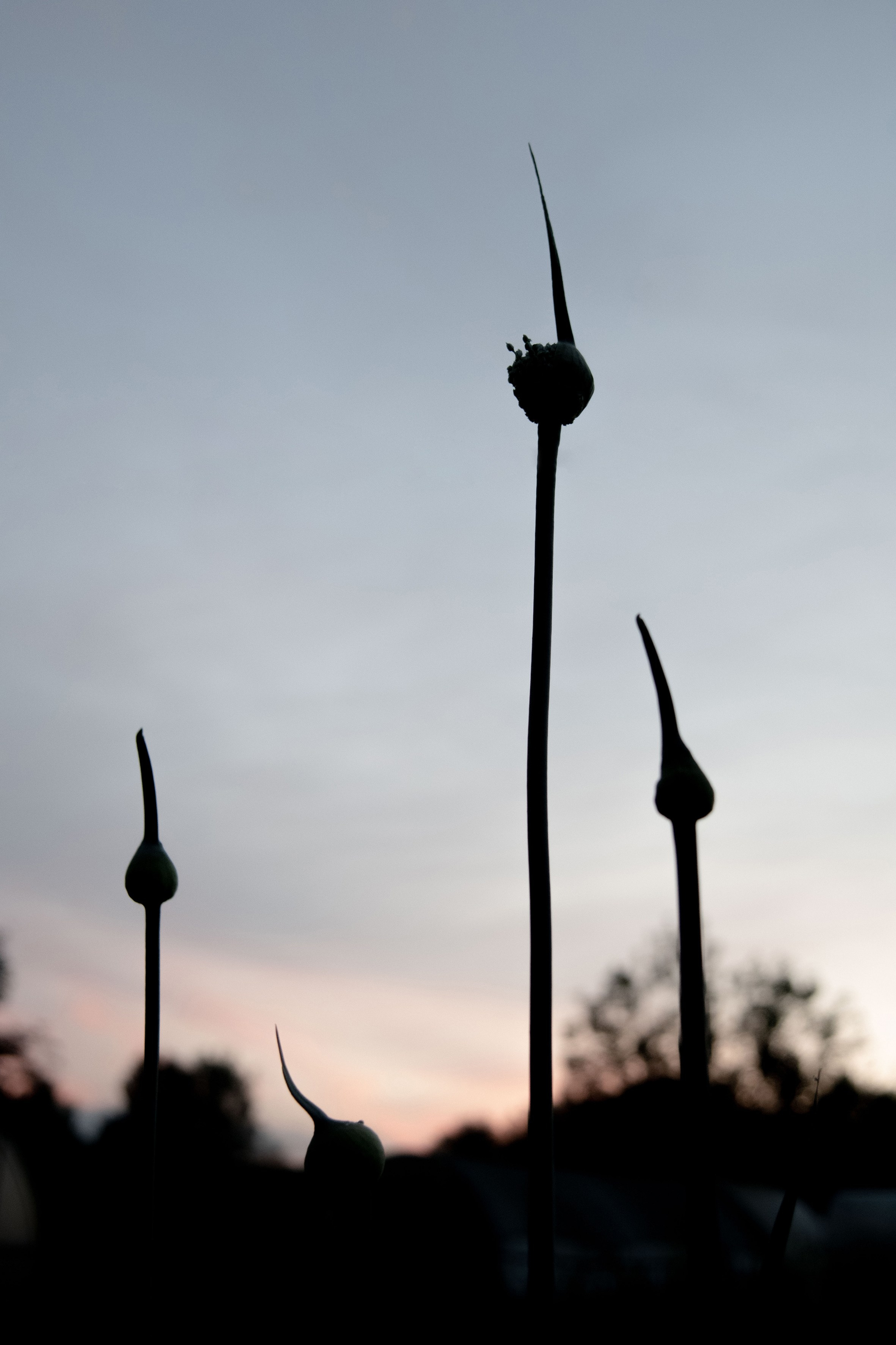 Природа. Александра Панина фотограф, портрет, семья, бизнес, Новосибирск